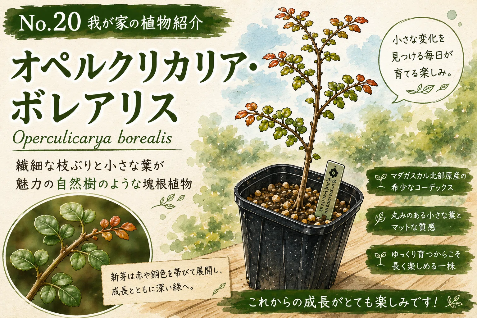 No.20 我が家の植物紹介「オペルクリカリア・ボレアリス:Operculicarya