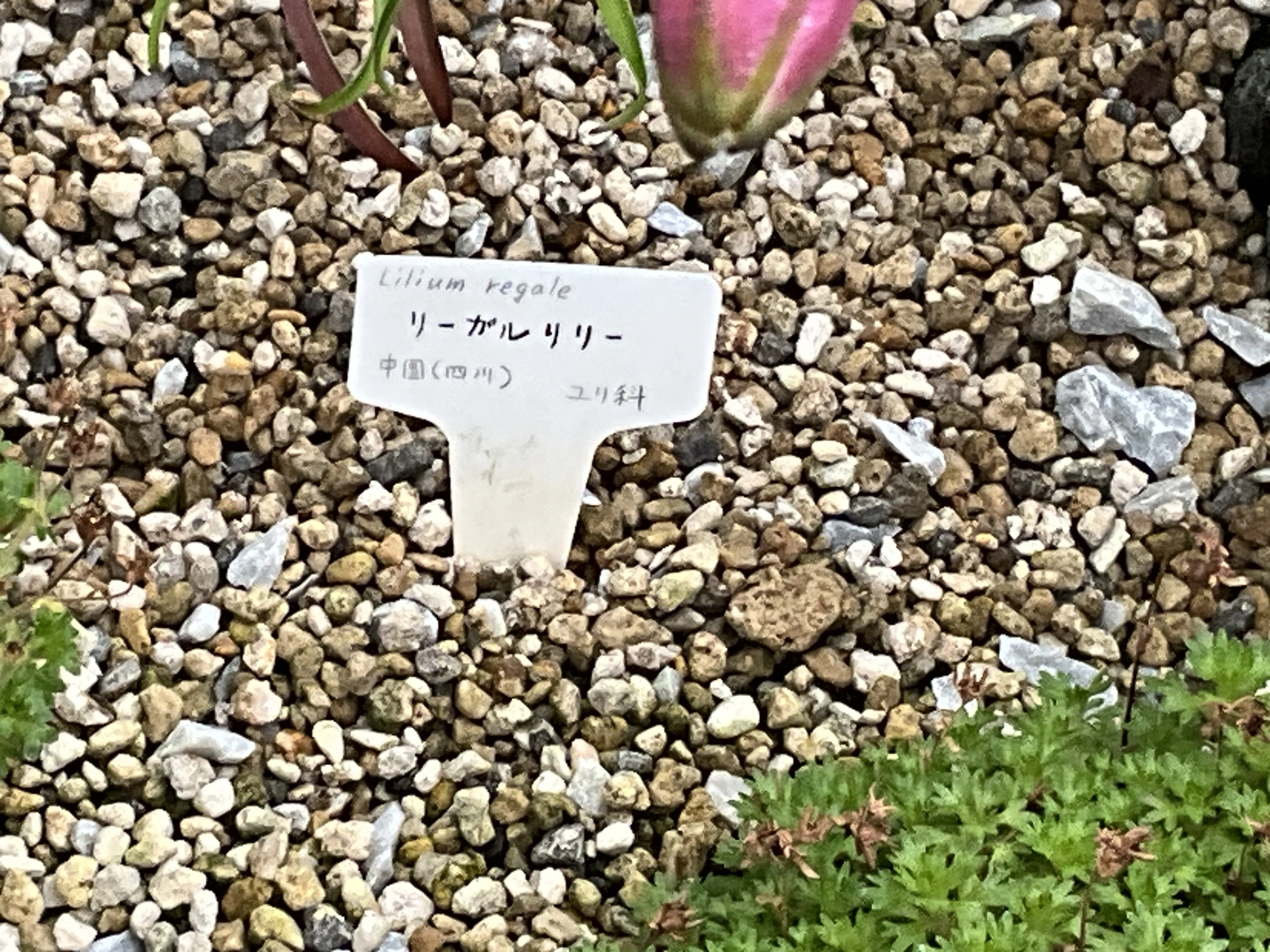 リーガルリリー（京都府立植物園）：2026年6月24日（水）｜藤井秀昭