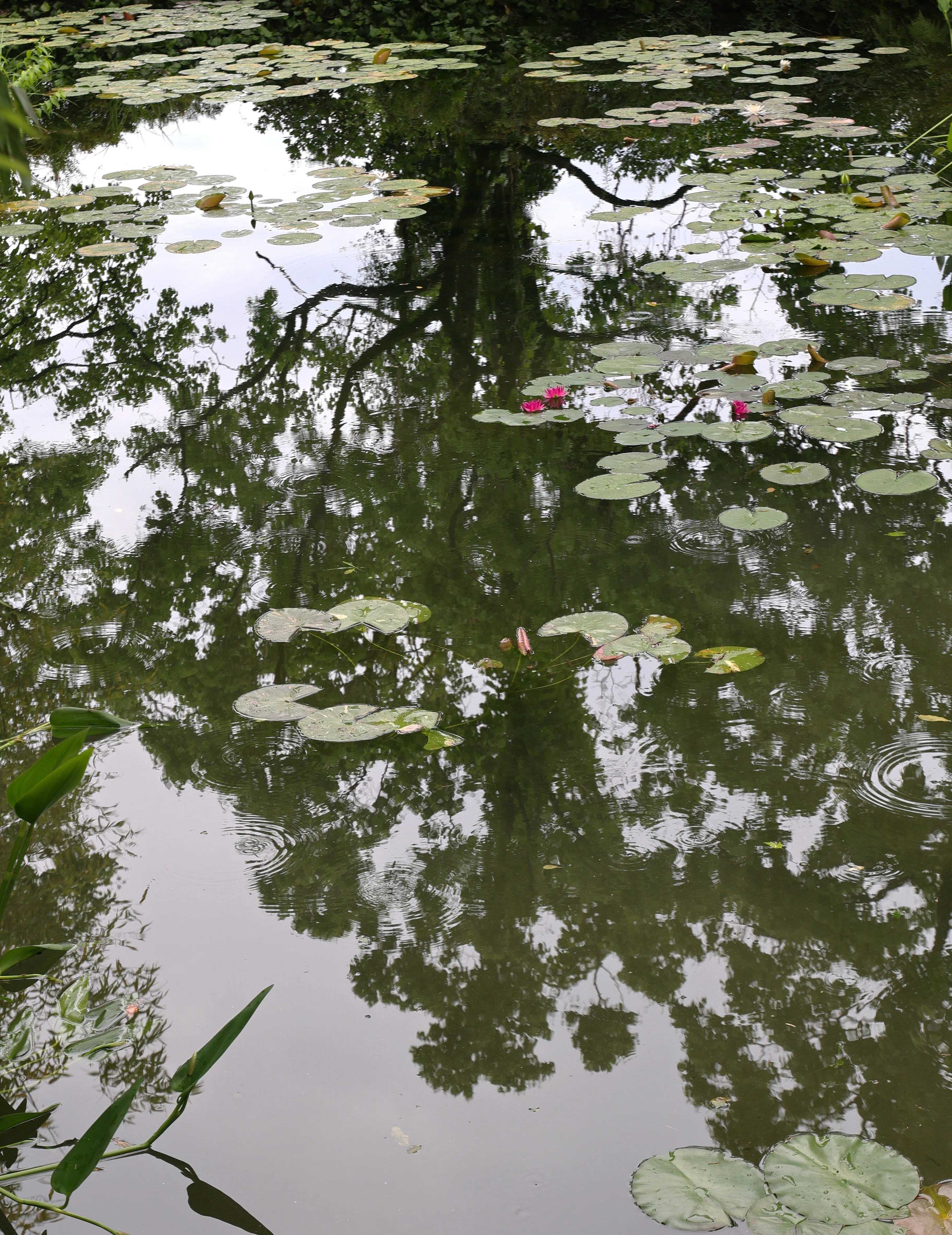 写真】北川村「モネの庭」-水面と睡蓮そして雨｜Abbey -旅するように