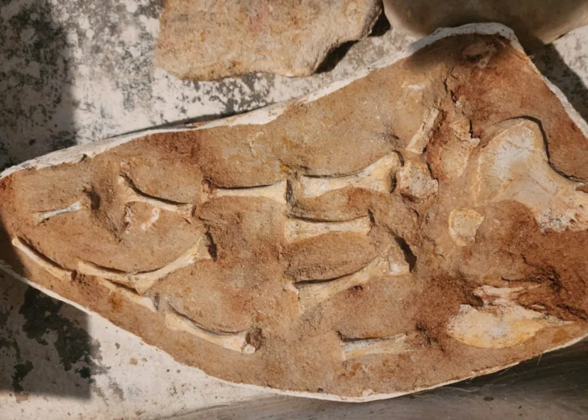 ミレロステウス（Millerosteus minor）化石 40.モササウルスのパドル（ヒレ） 母岩付き化石の魅力とは Mosasaur