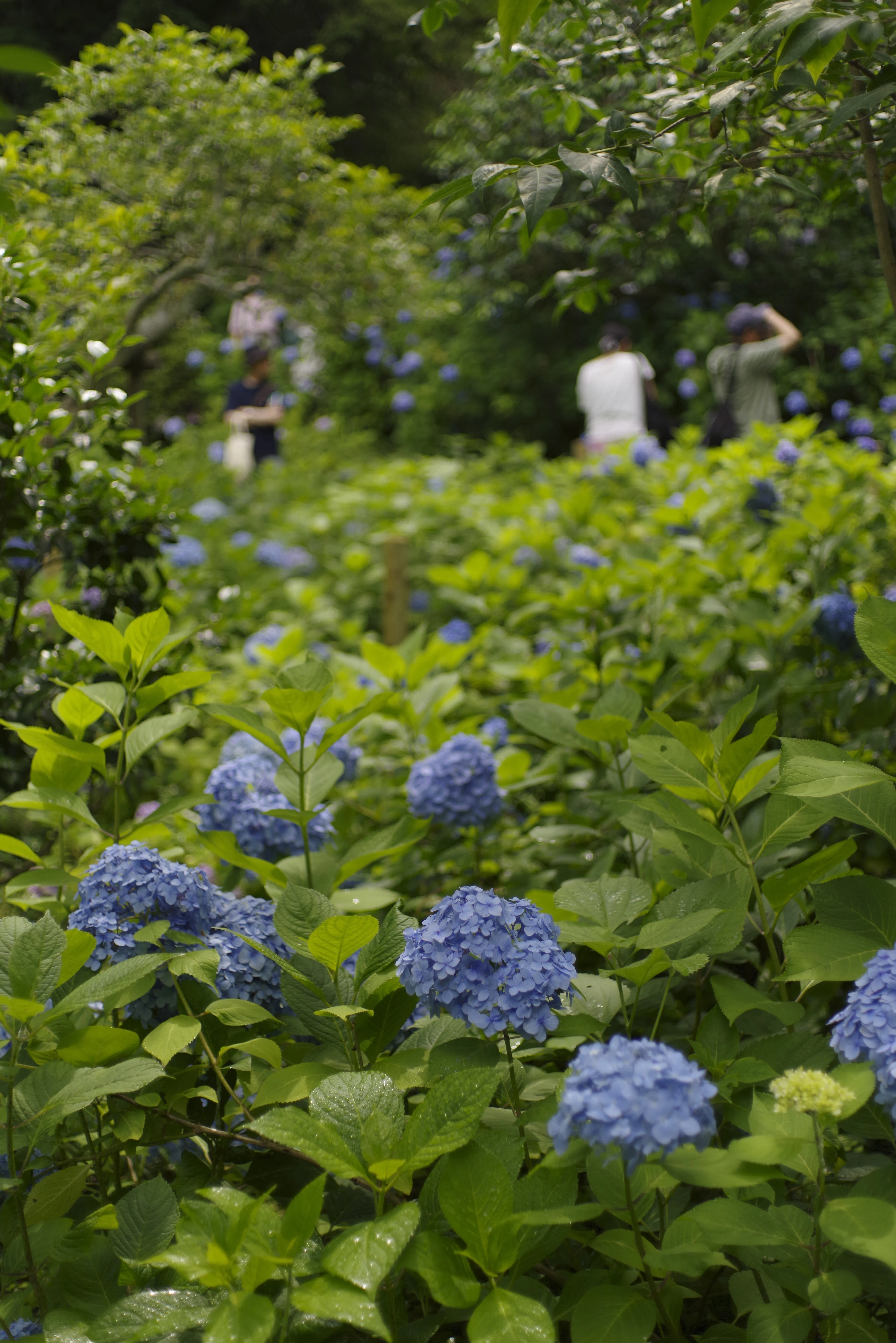写真30枚】鎌倉の紫陽花を撮る｜The Shadegraph