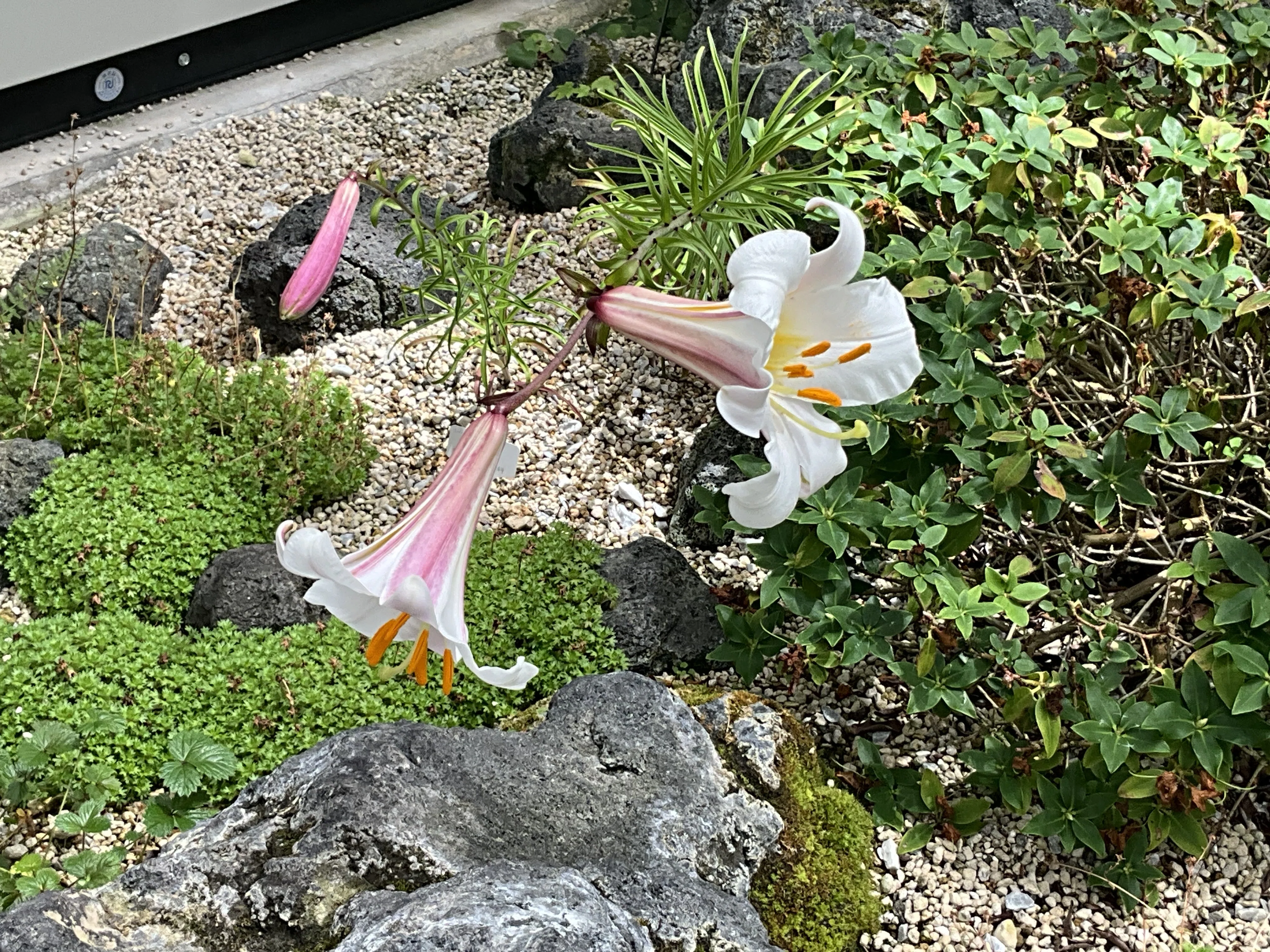 リーガルリリー（京都府立植物園）：2026年6月24日（水）｜藤井秀昭
