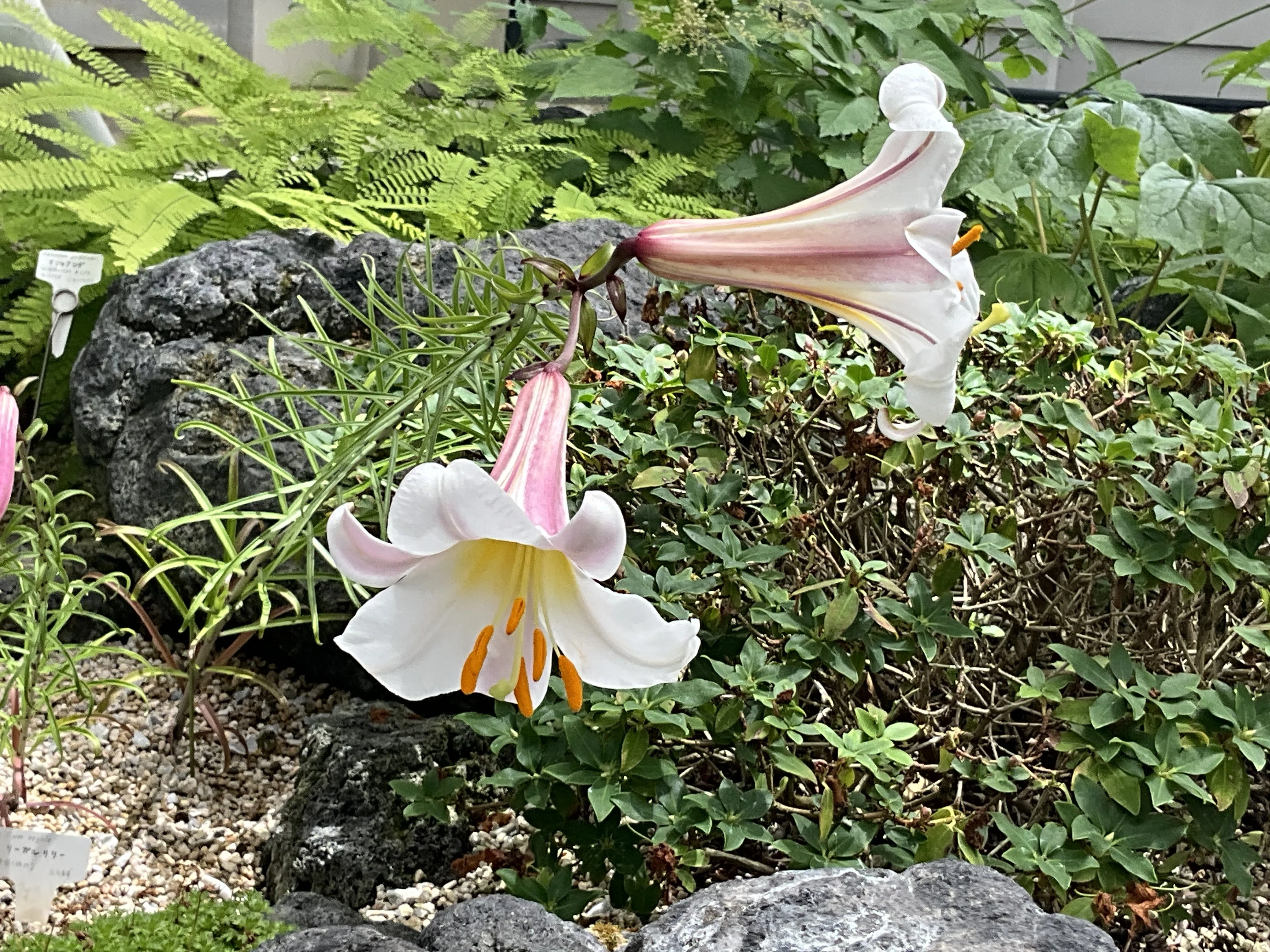 リーガルリリー（京都府立植物園）：2026年6月24日（水）｜藤井秀昭