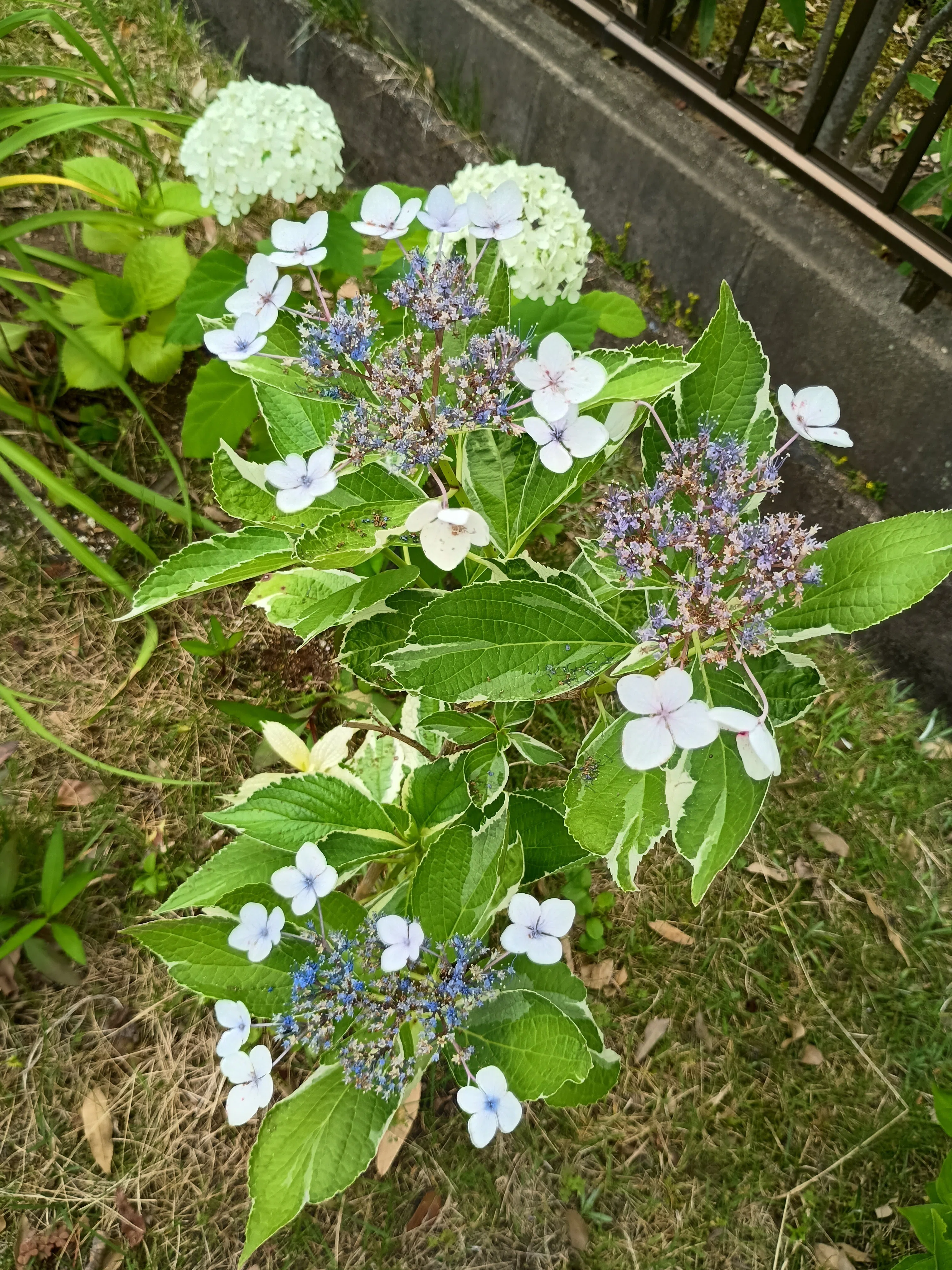 紫陽花や 紫陽花Jun19｜はなこ