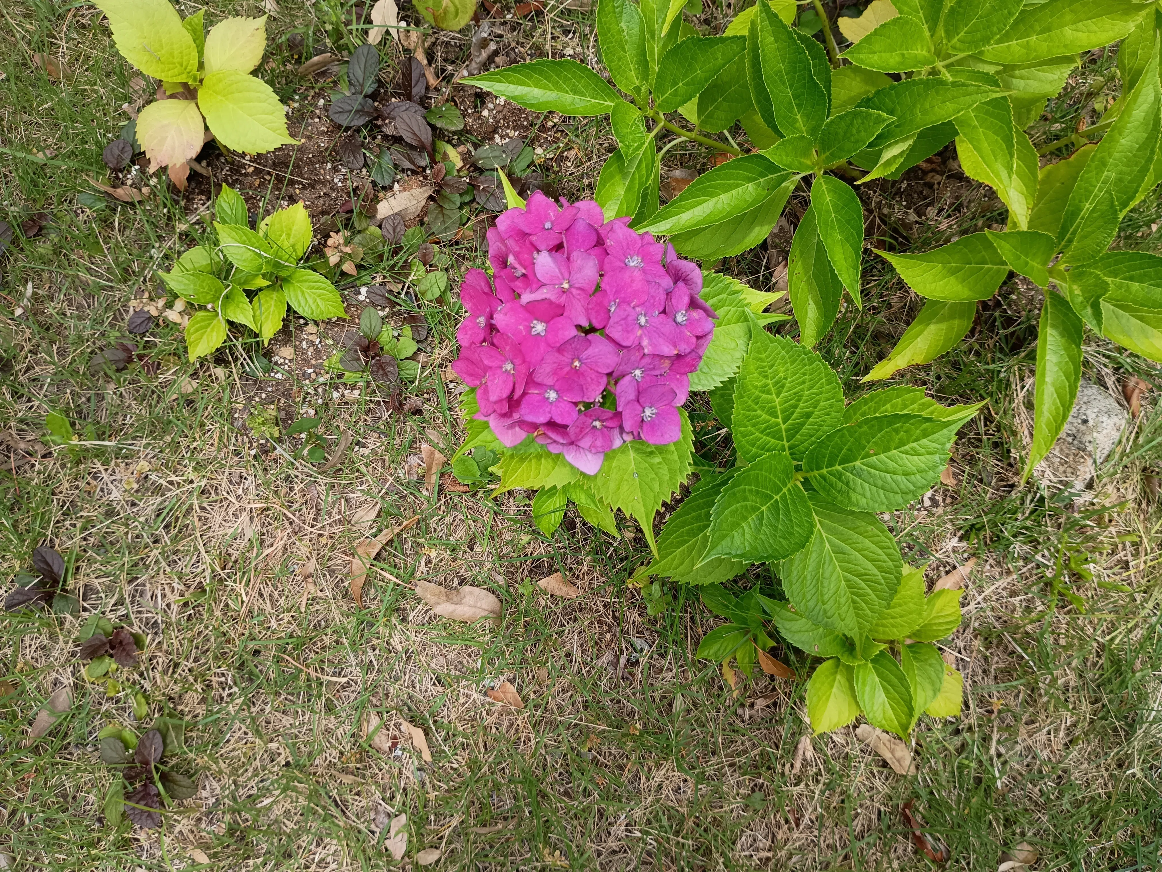 紫陽花Jun19｜はなこ