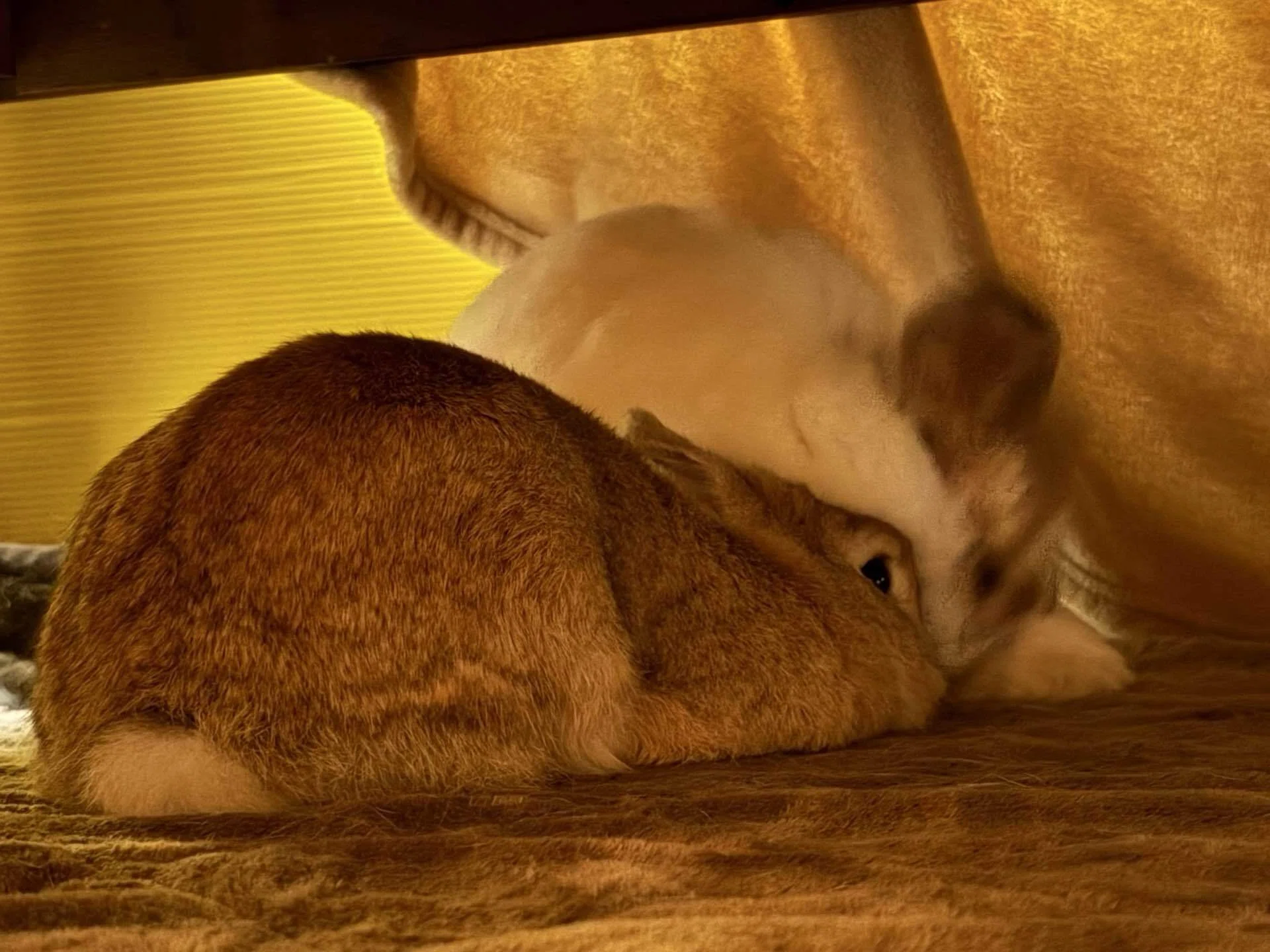 我が家のうさぎさんが「こたつ」を世界に発信するやり方が間違っている