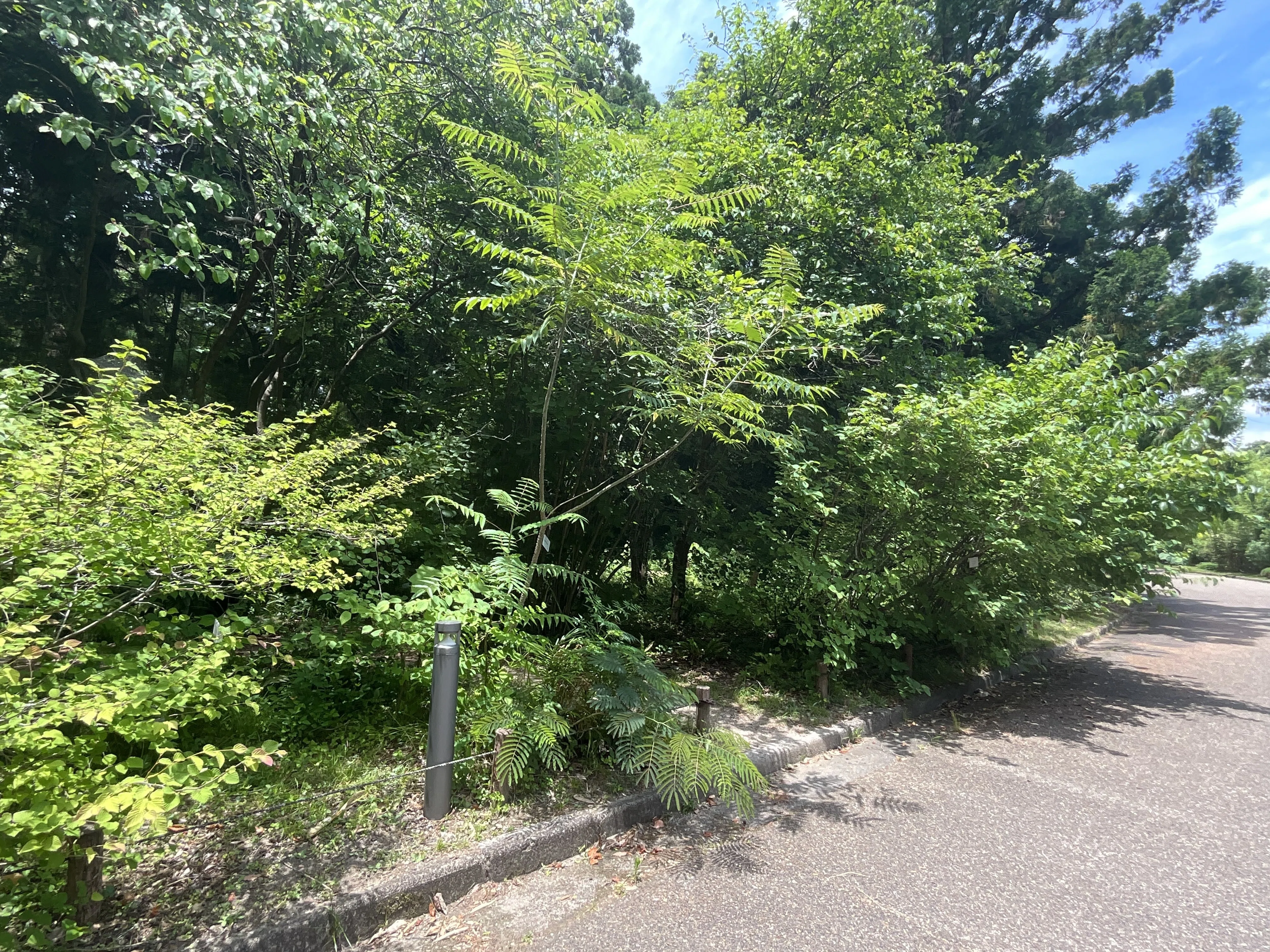 カラスザンショウ（京都府立植物園）：2026年6月23日（火）｜藤井秀昭