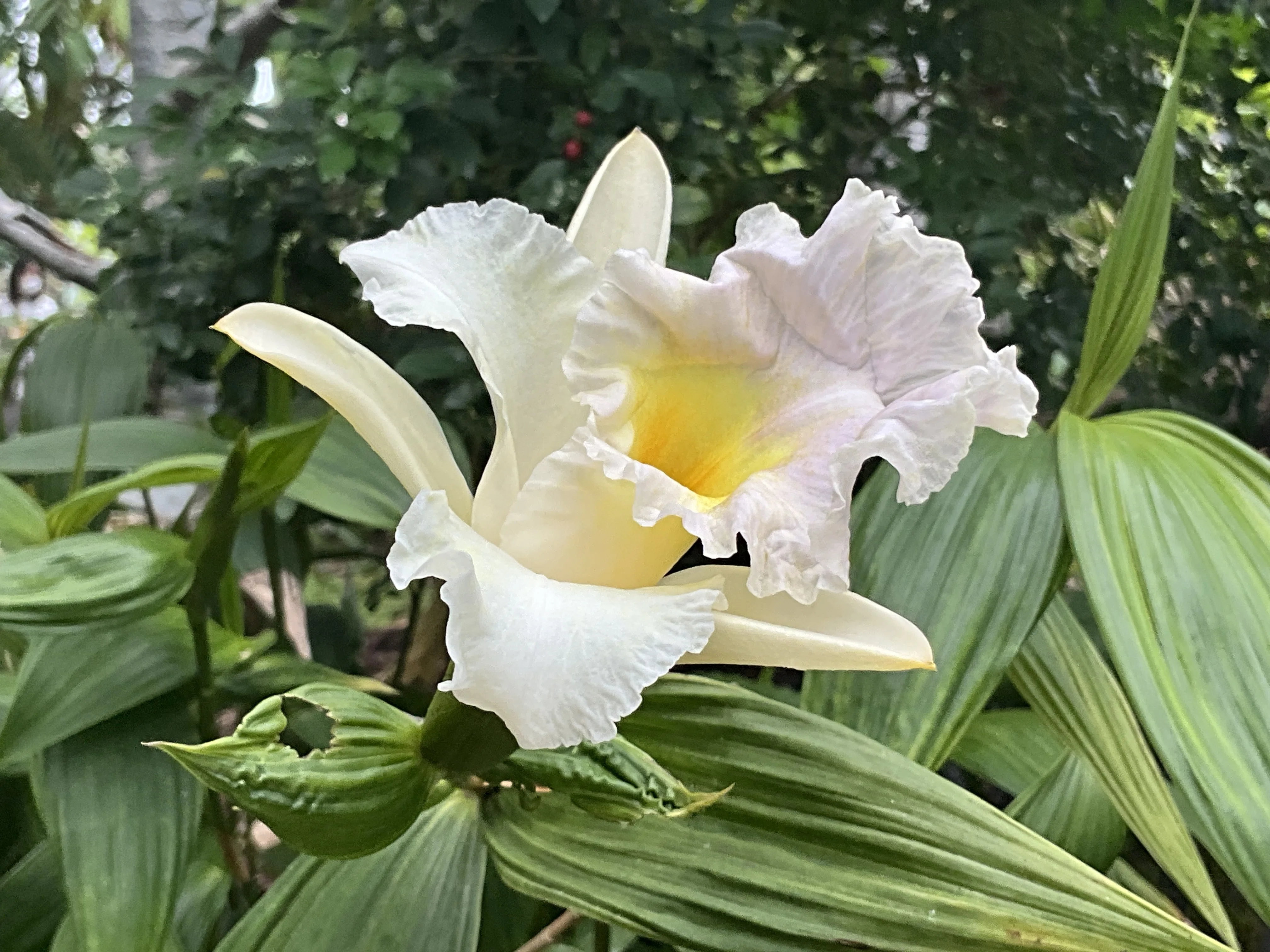 ボウラン（白翠） 観葉植物 ボウラン（白翠）