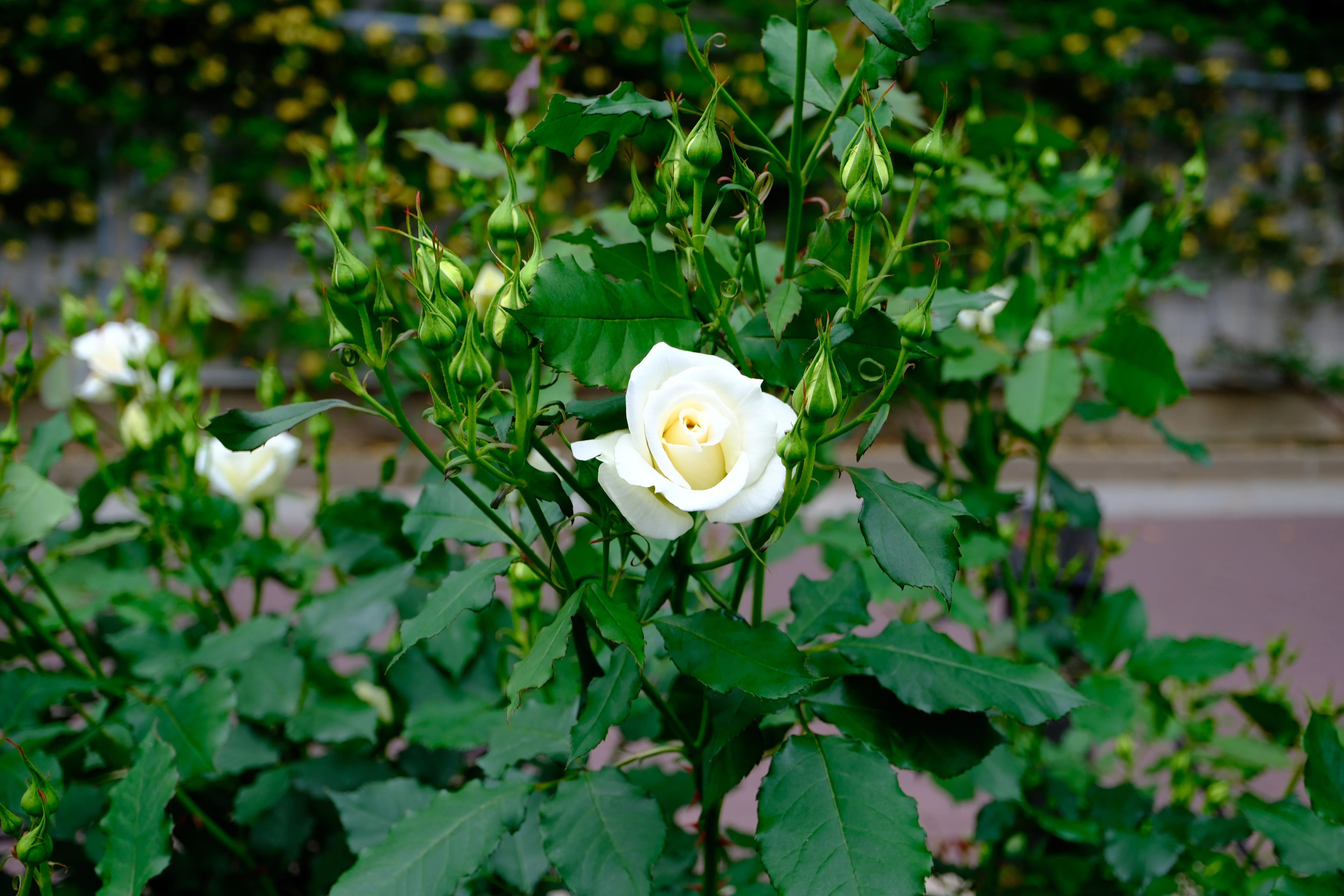 花　バラ 📷X-T30III × 🌹中之島バラ園 ｜ 🇺🇸ブライダル・ホワイト（Bridal