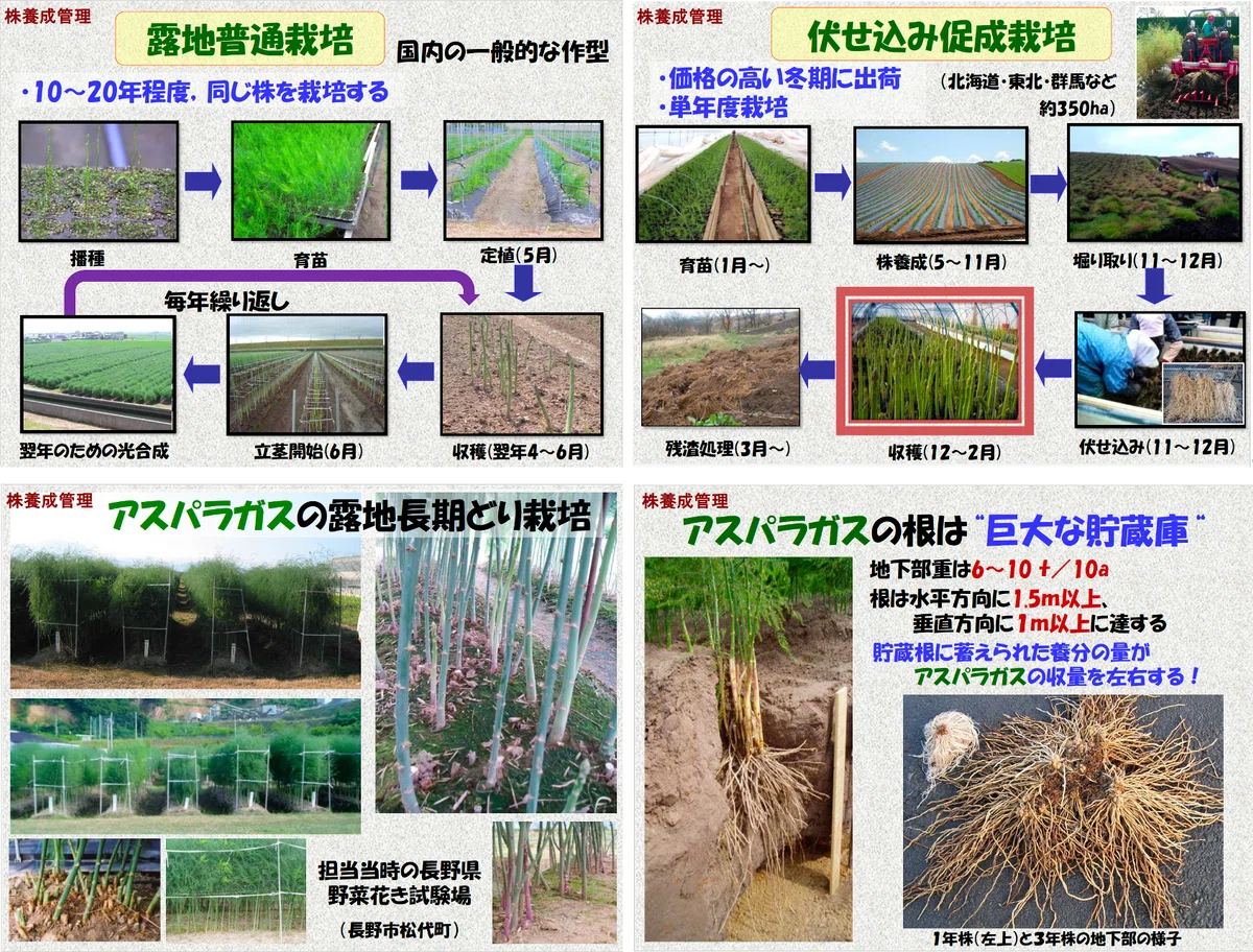 八百屋塾レポート】 勉強品目：アスパラガス（2026/5/17開催）｜八百屋塾