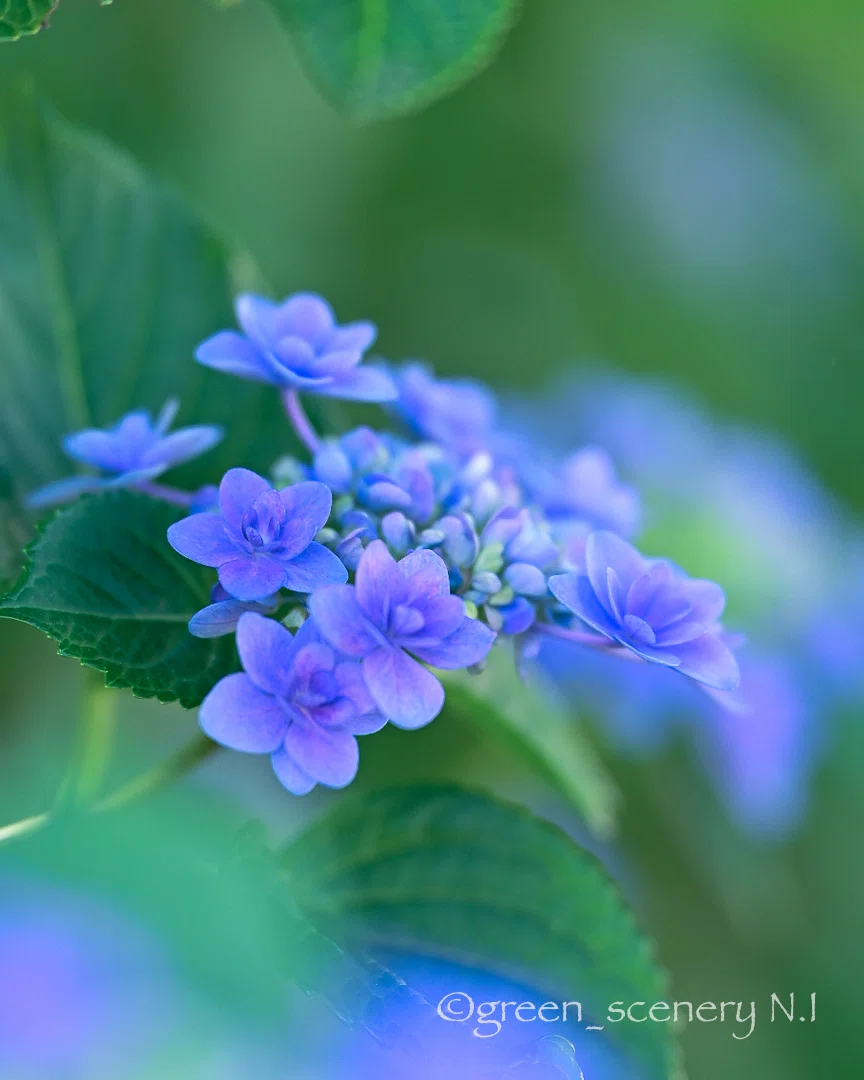 幾重にも重なる、紫の物語〜深山八重紫 紫陽花〜｜Floral Rhythm〜花の