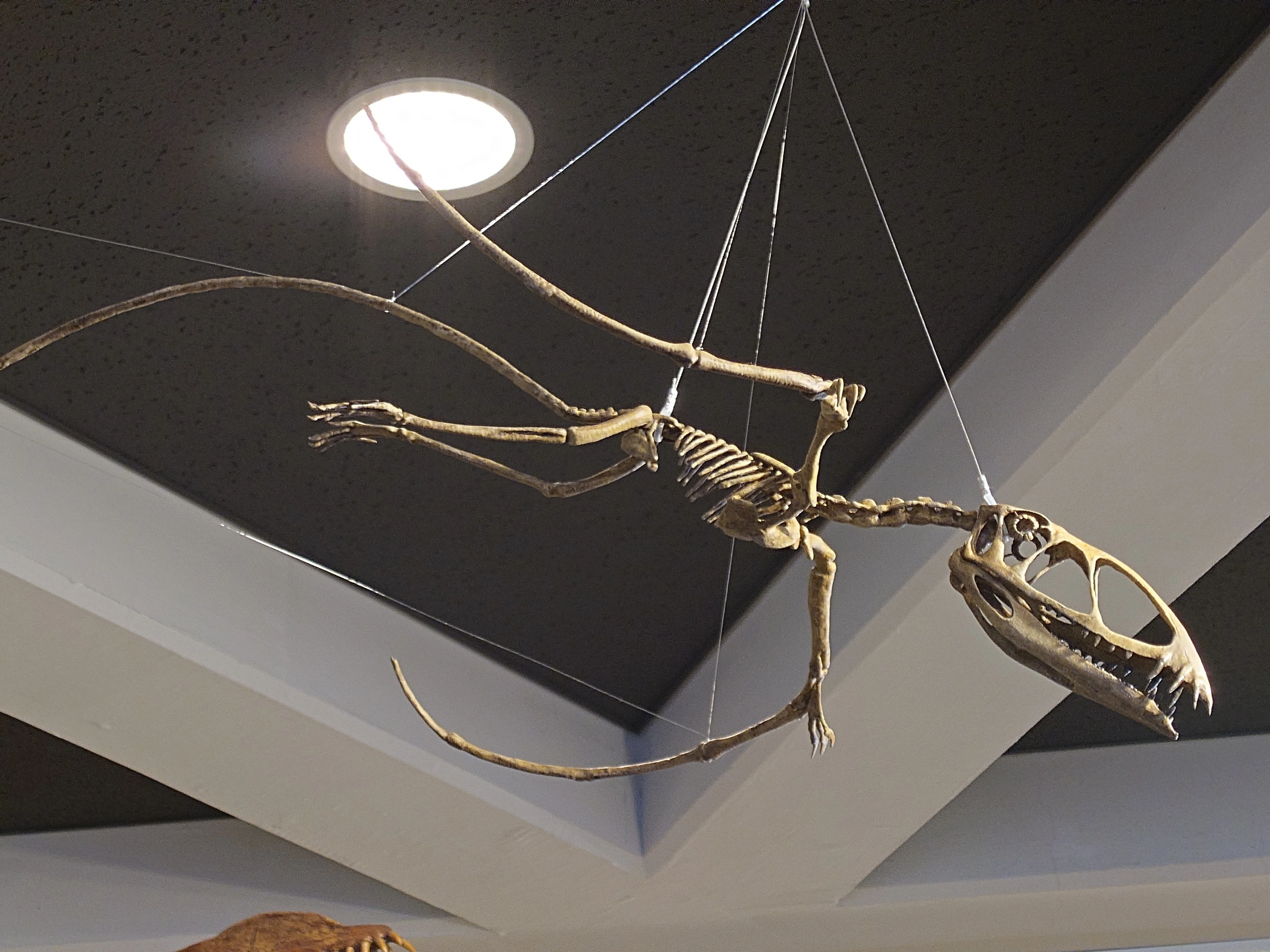 2026/6/19 岐阜県博物館 翼竜の新展示ですよ｜始祖鳥堂まふ