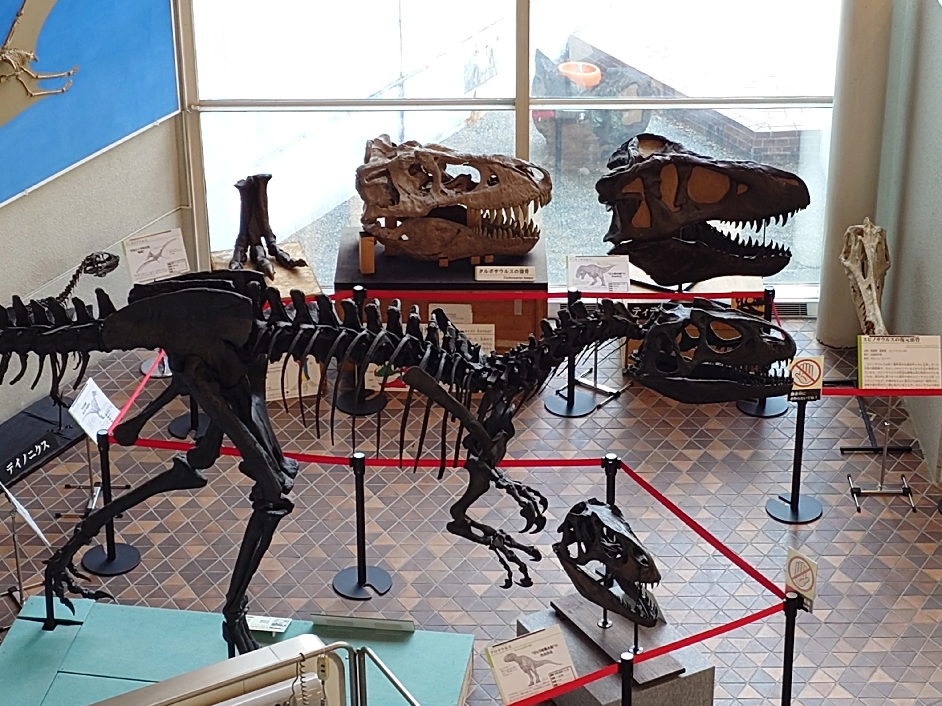 珍しい！　上腕骨の化石　翼竜 2026/6/19 岐阜県博物館 翼竜の新展示ですよ｜始祖鳥堂まふ