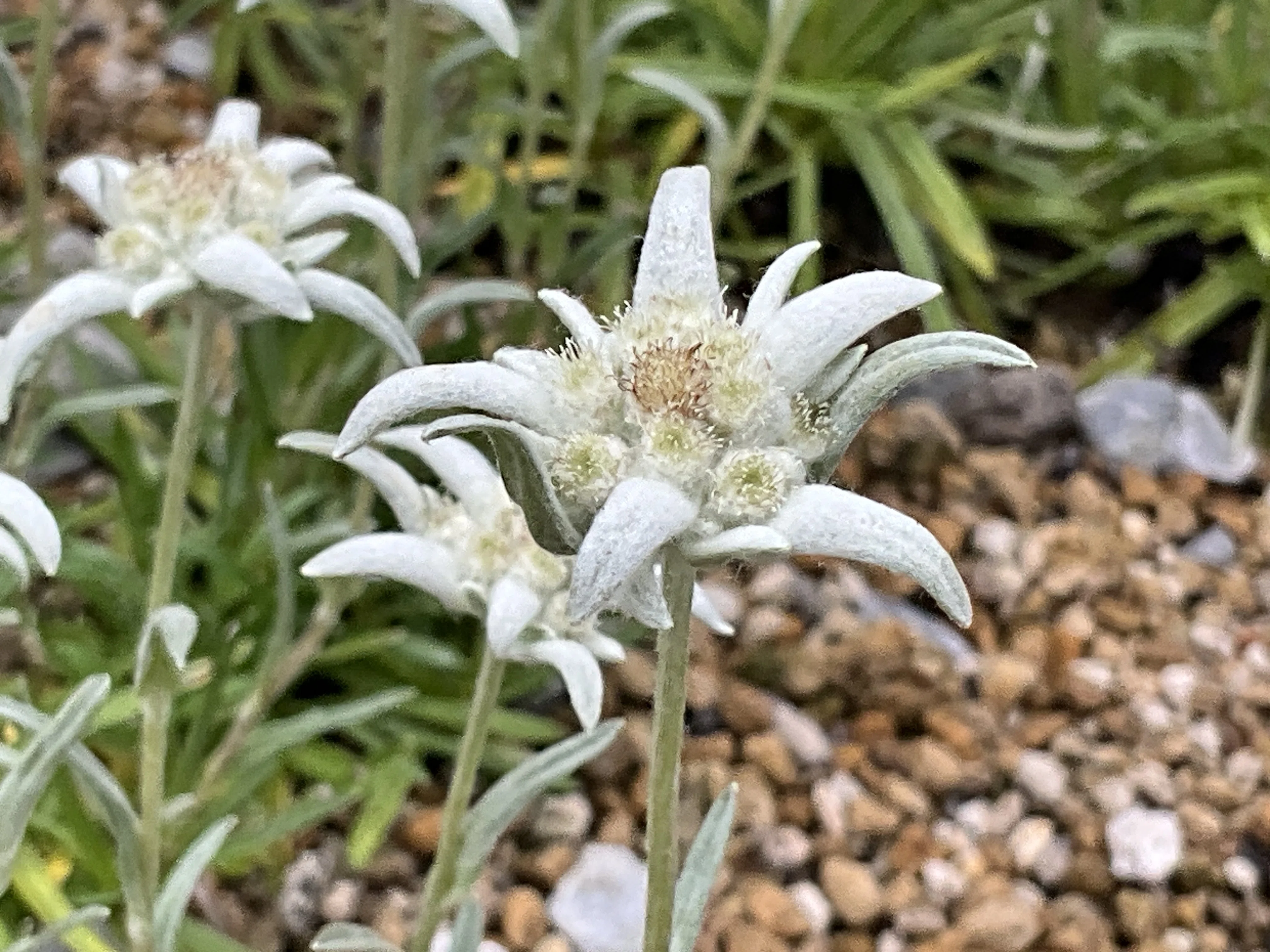 ウスユキソウ属の一種（京都府立植物園）：2026年7月3日（金）｜藤井