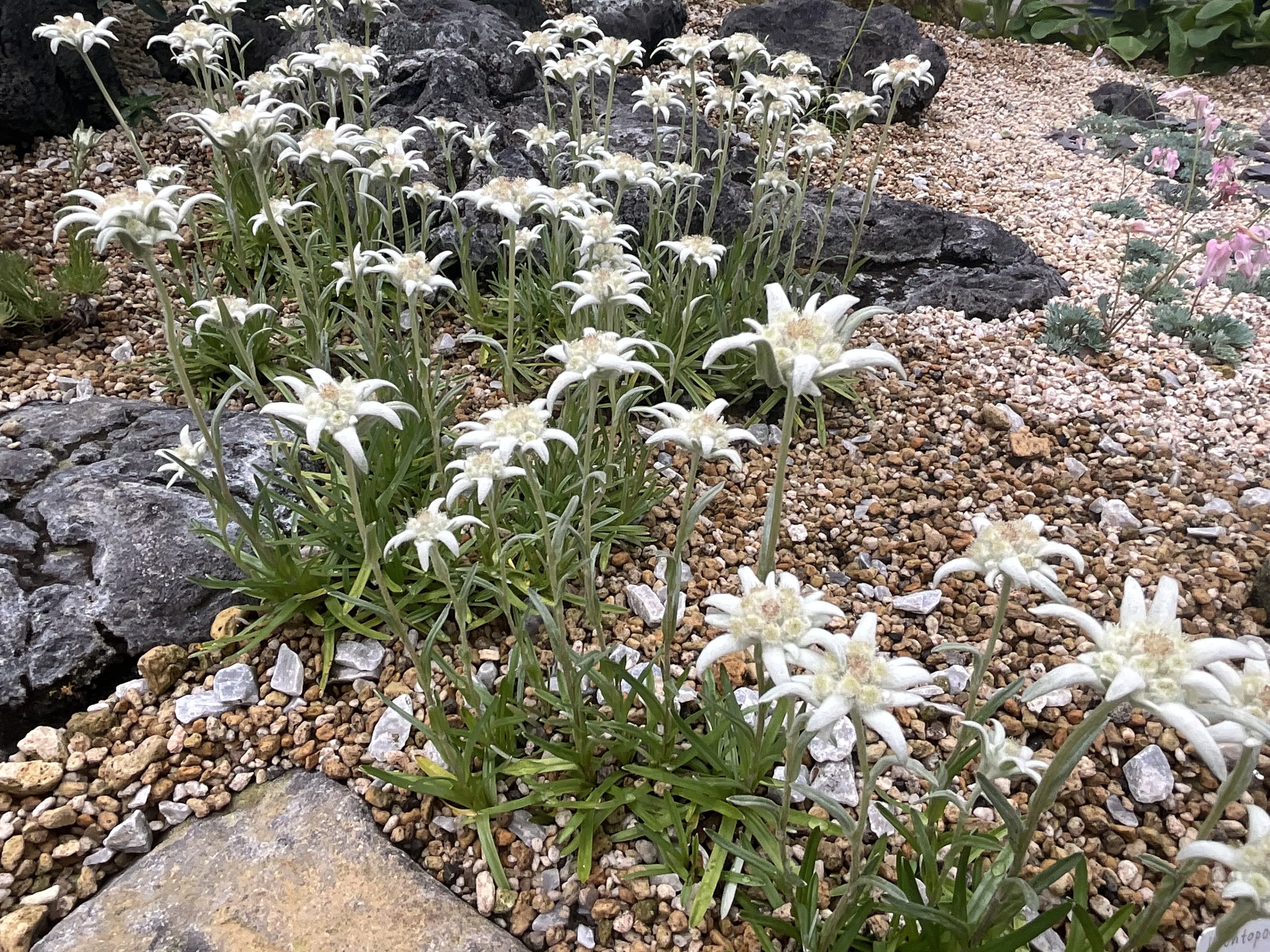 ウスユキソウ属の一種（京都府立植物園）：2026年7月3日（金）｜藤井