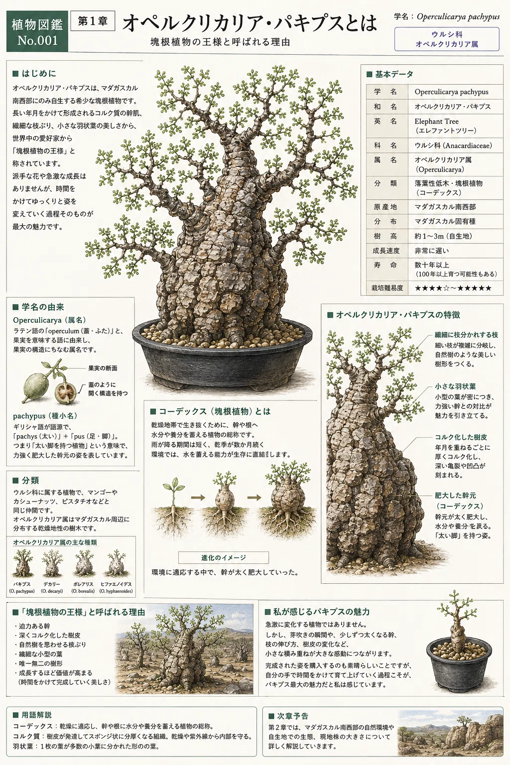 第1章 オペルクリカリア・パキプスとは― 塊根植物の王様と呼ばれる理由