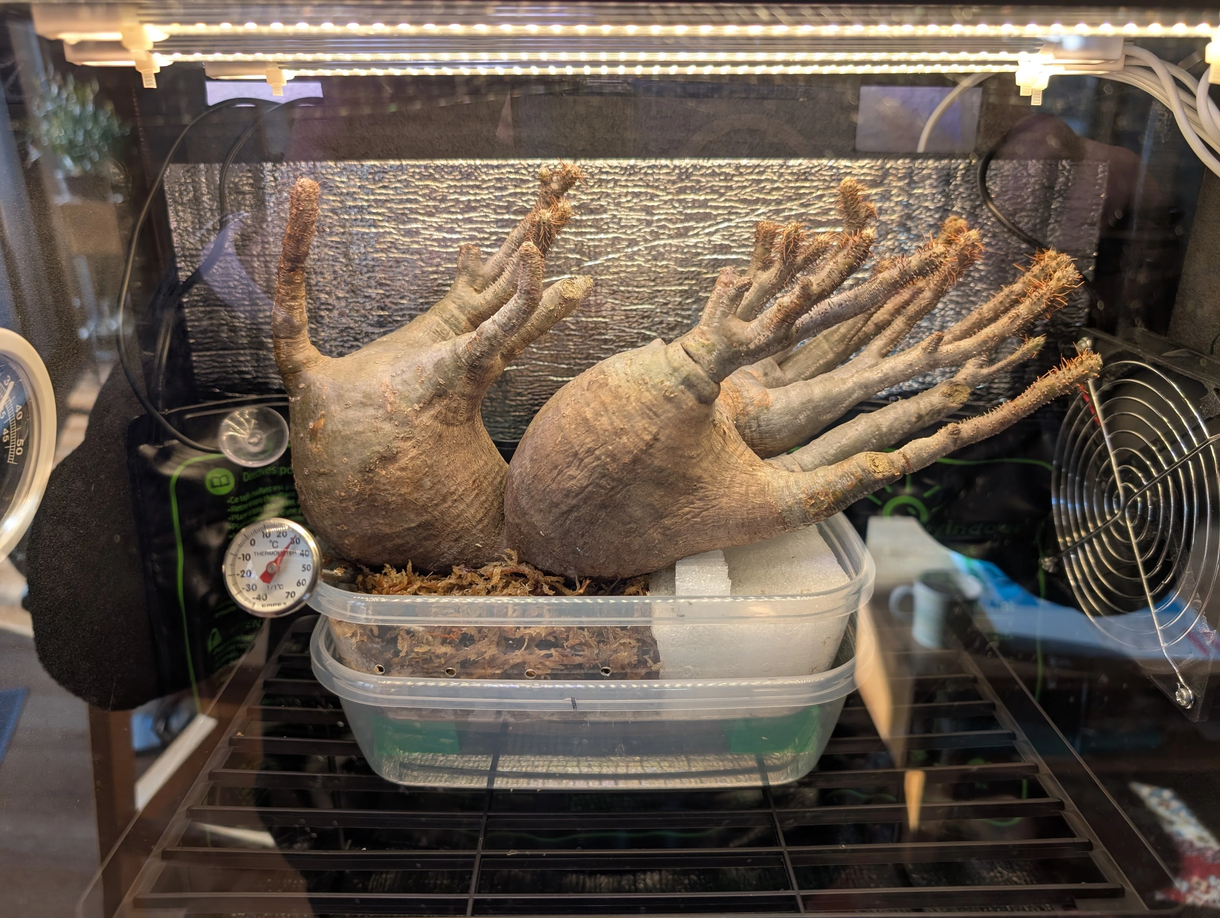 珍奇植物【ビザールプランツ】の世界 - その7｜テクスピン ｜ 化繊x