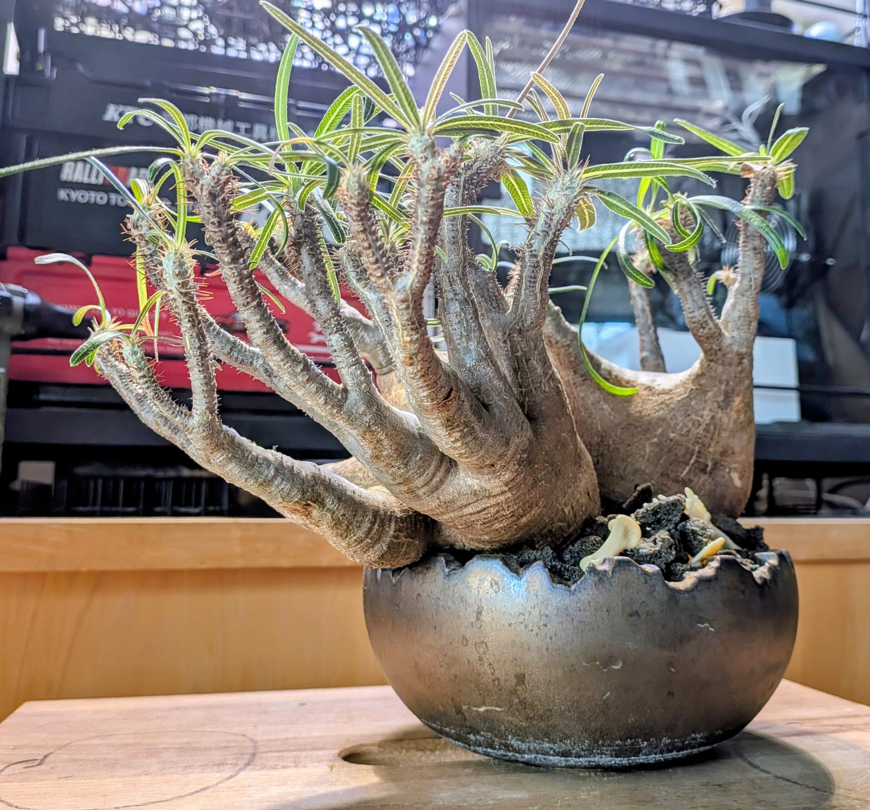 The World of Bizarre Plants - Part 7｜テクスピン ｜ 化繊x海外営業