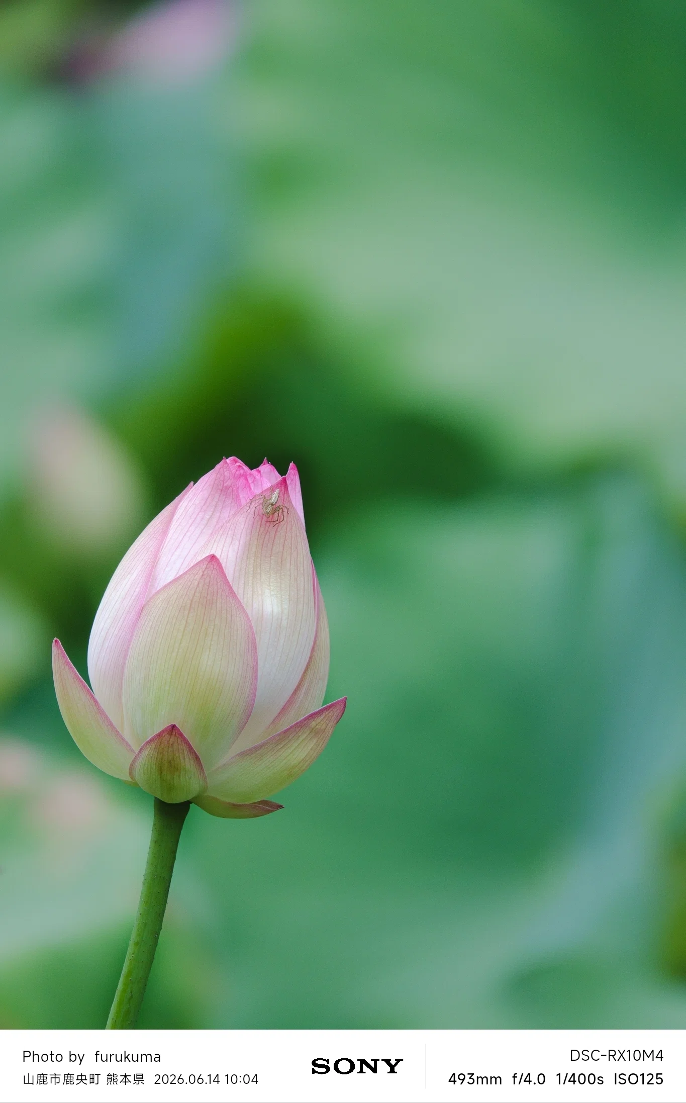 蓮花 蓮2026 | SONY Cyber-shot RX10M4｜furukuma