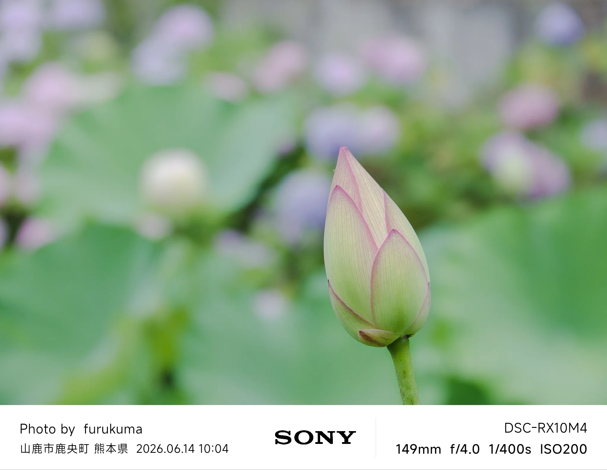 蓮2026 | SONY Cyber-shot RX10M4｜furukuma