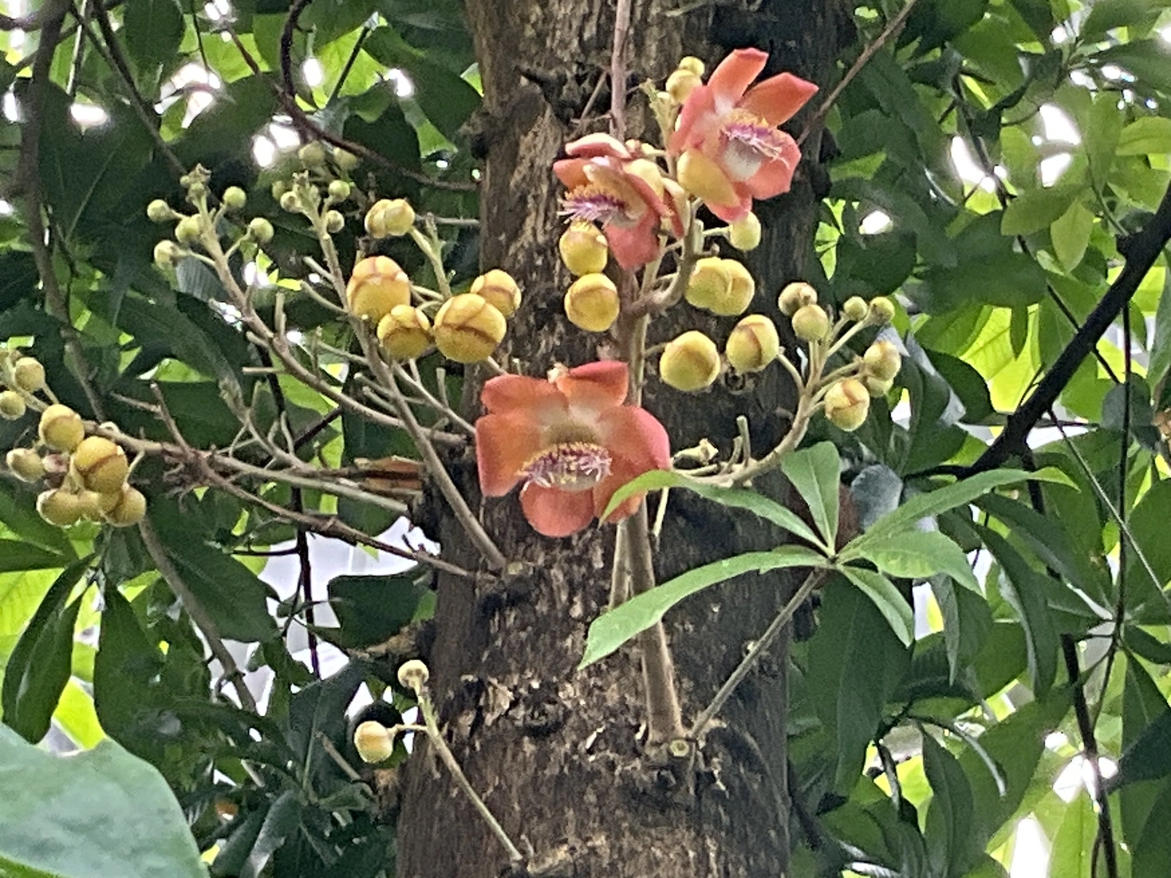 ホウガンノキ（京都府立植物園）：2026年6月22日（月）｜藤井秀昭