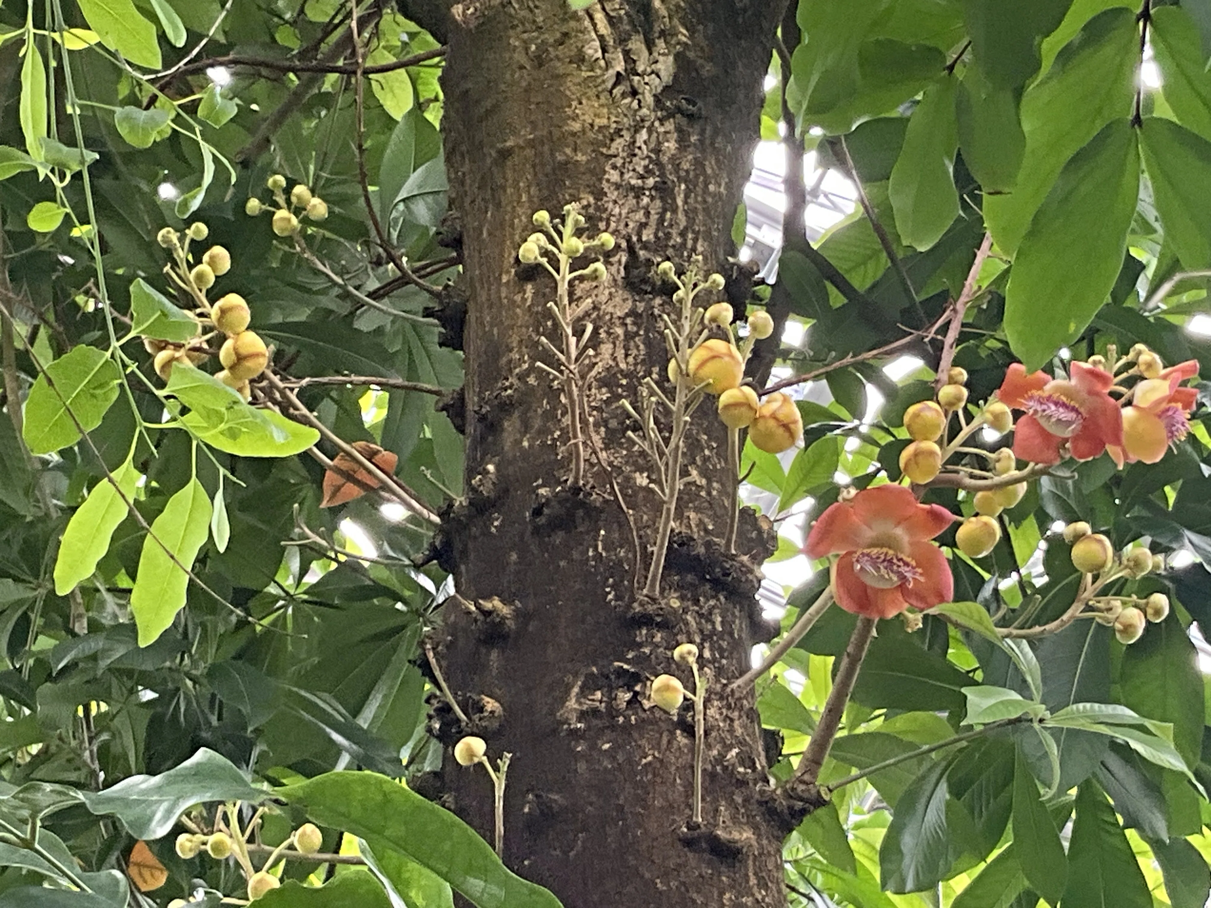 ホウガンノキ（京都府立植物園）：2026年6月22日（月）｜藤井秀昭