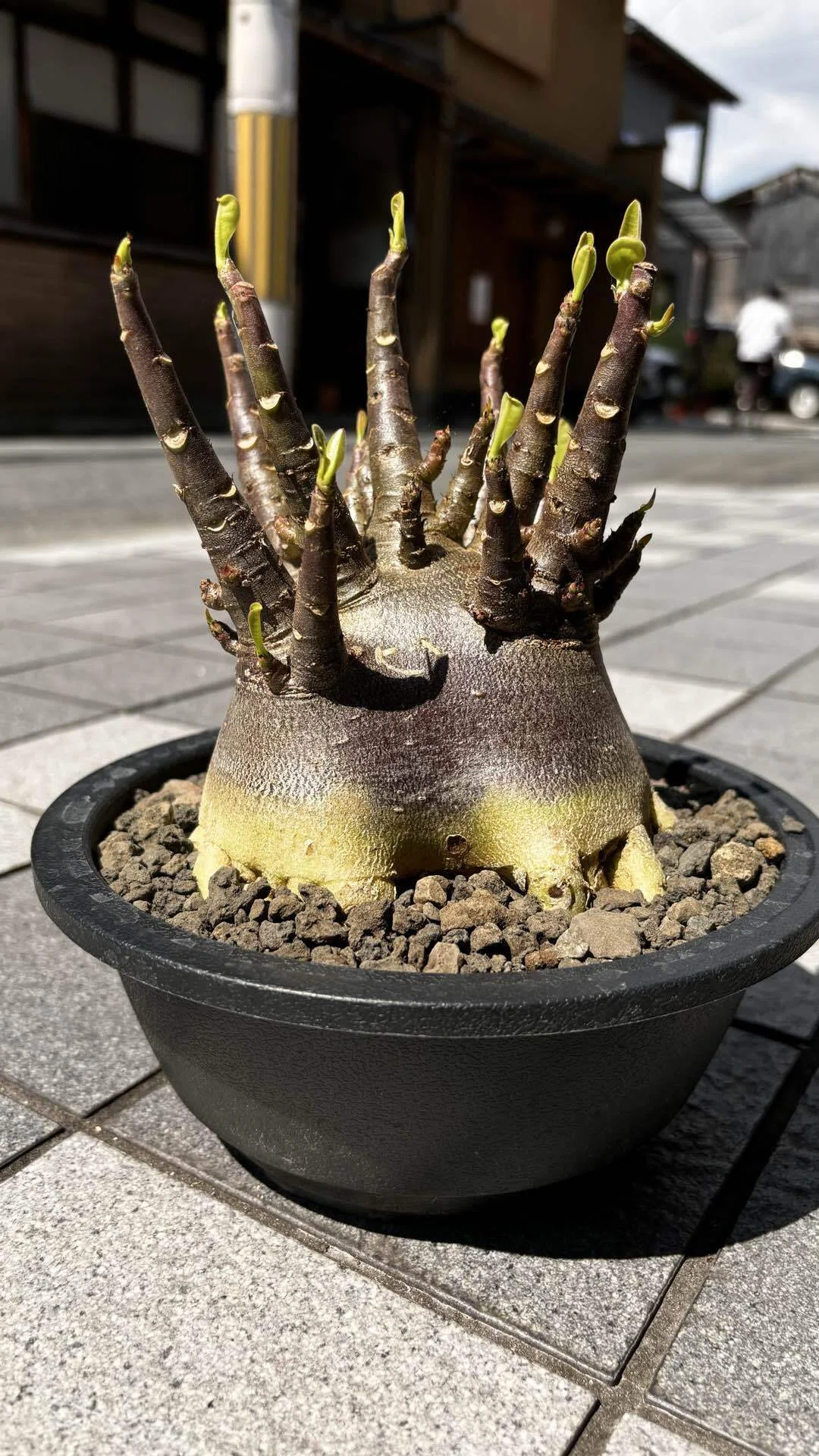 アデニウム|アラビカム|しげるBLACK ｜cova 塊根植物に沼った美容師の