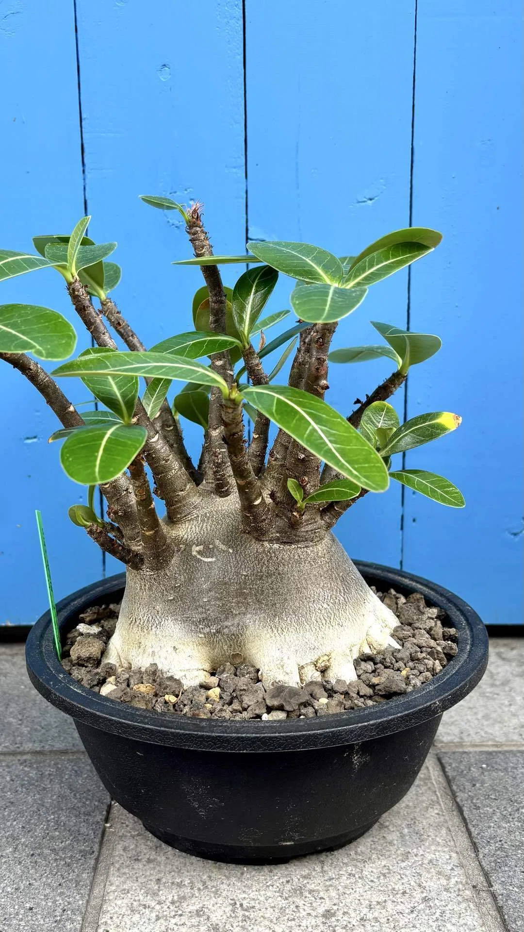 アデニウム|アラビカム|しげるBLACK ｜cova 塊根植物に沼った美容師の