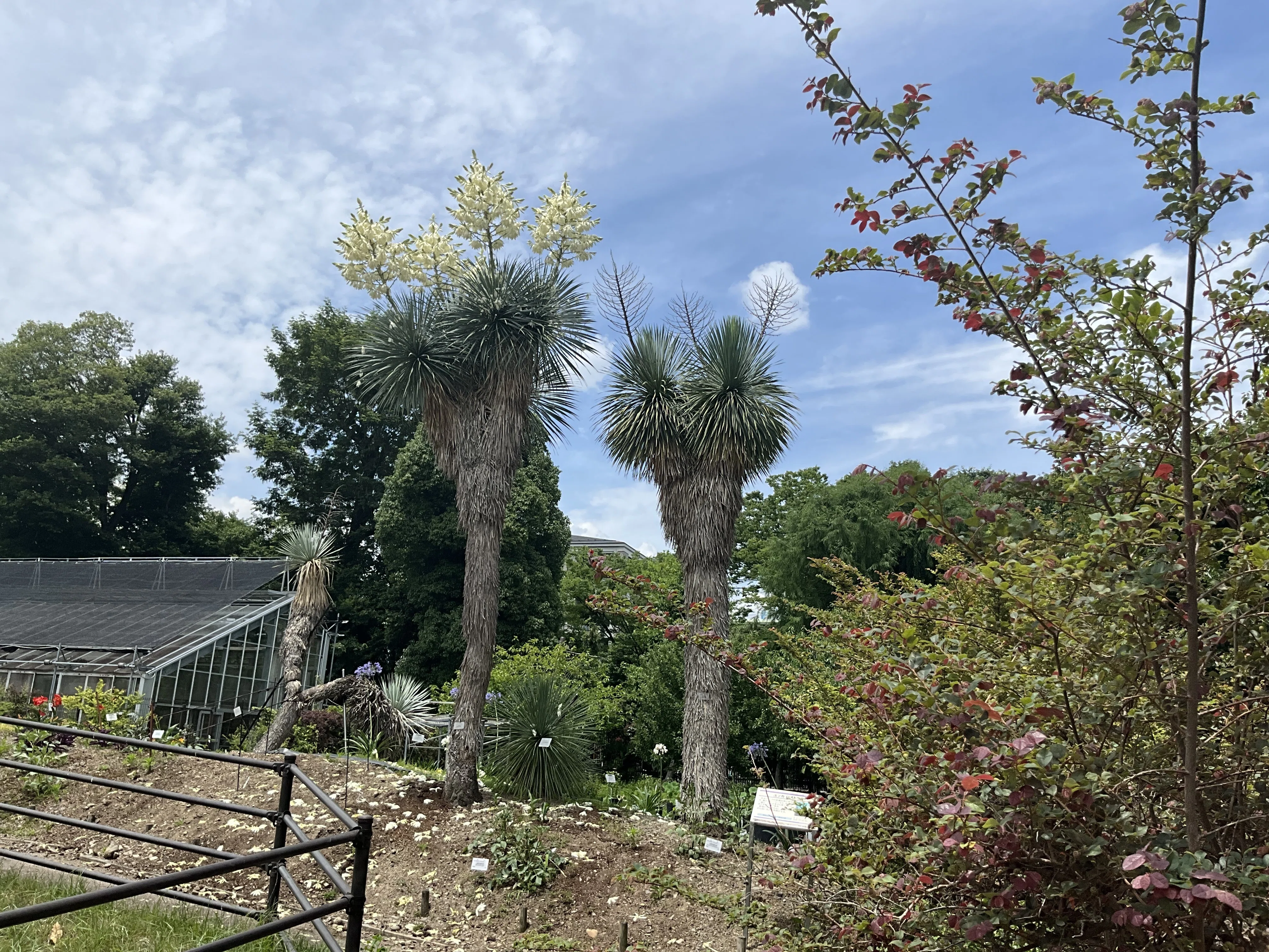 ユッカ・ロストラタ（京都府立植物園）：2026年6月20日（土）｜藤井