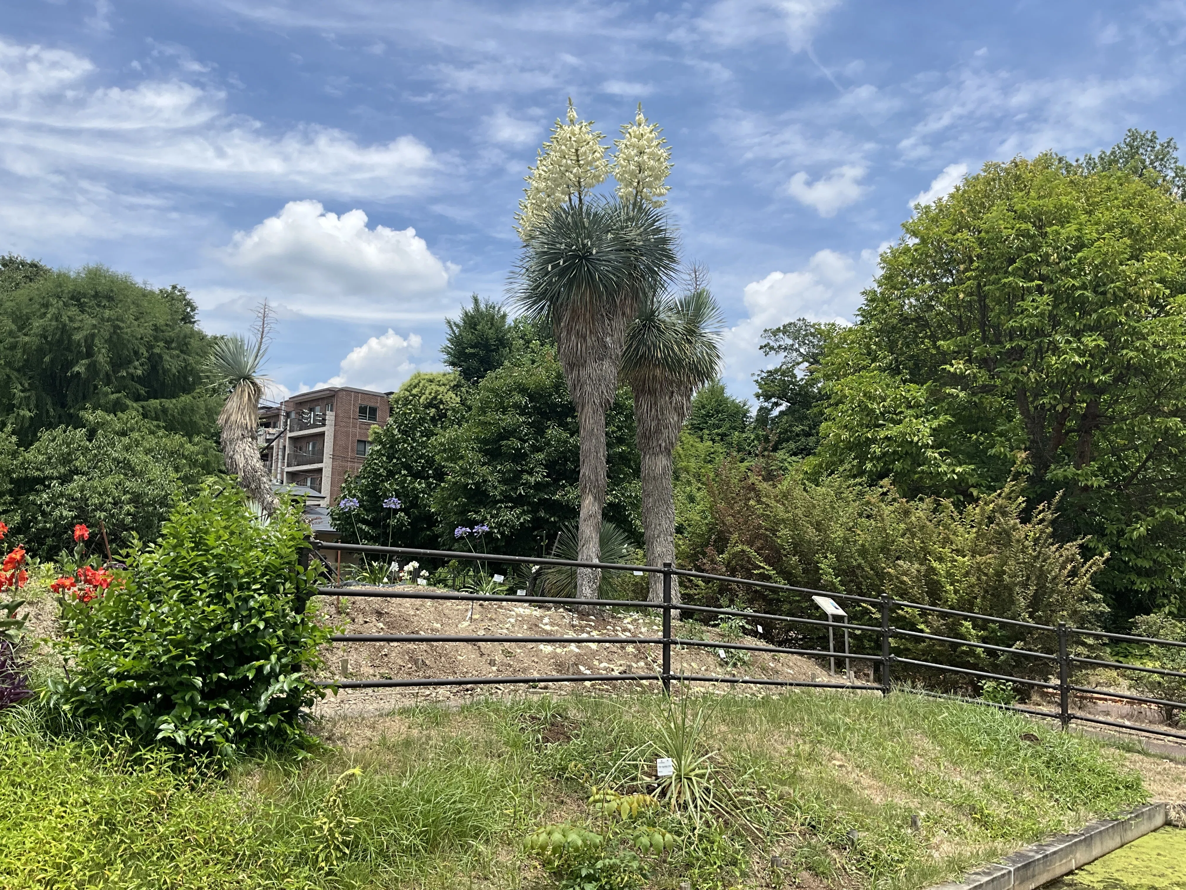 ユッカ・ロストラタ（京都府立植物園）：2026年6月20日（土）｜藤井