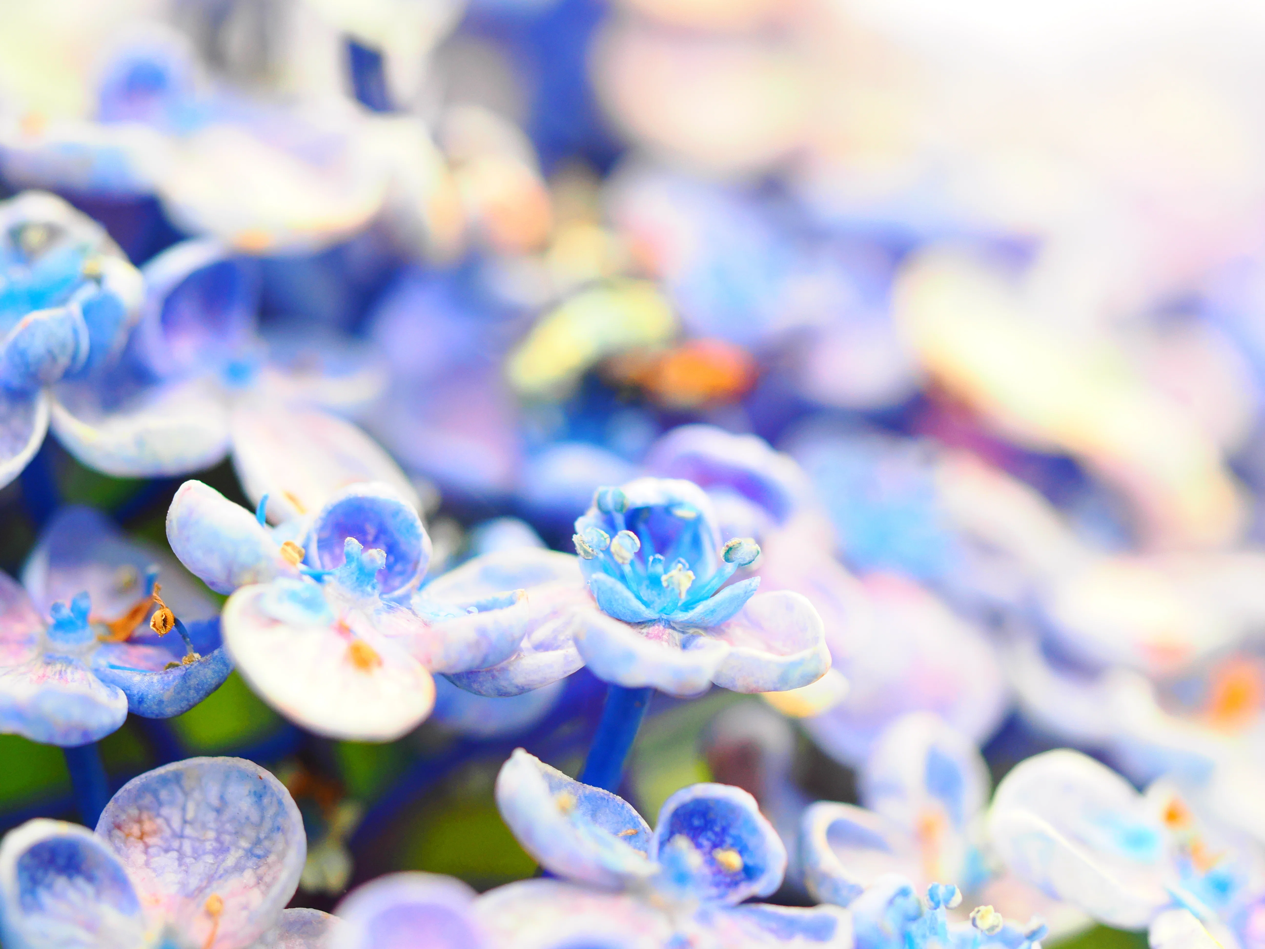 花の写真39｜紫陽花をマクロレンズで撮る(イシックス馬入のお花畑