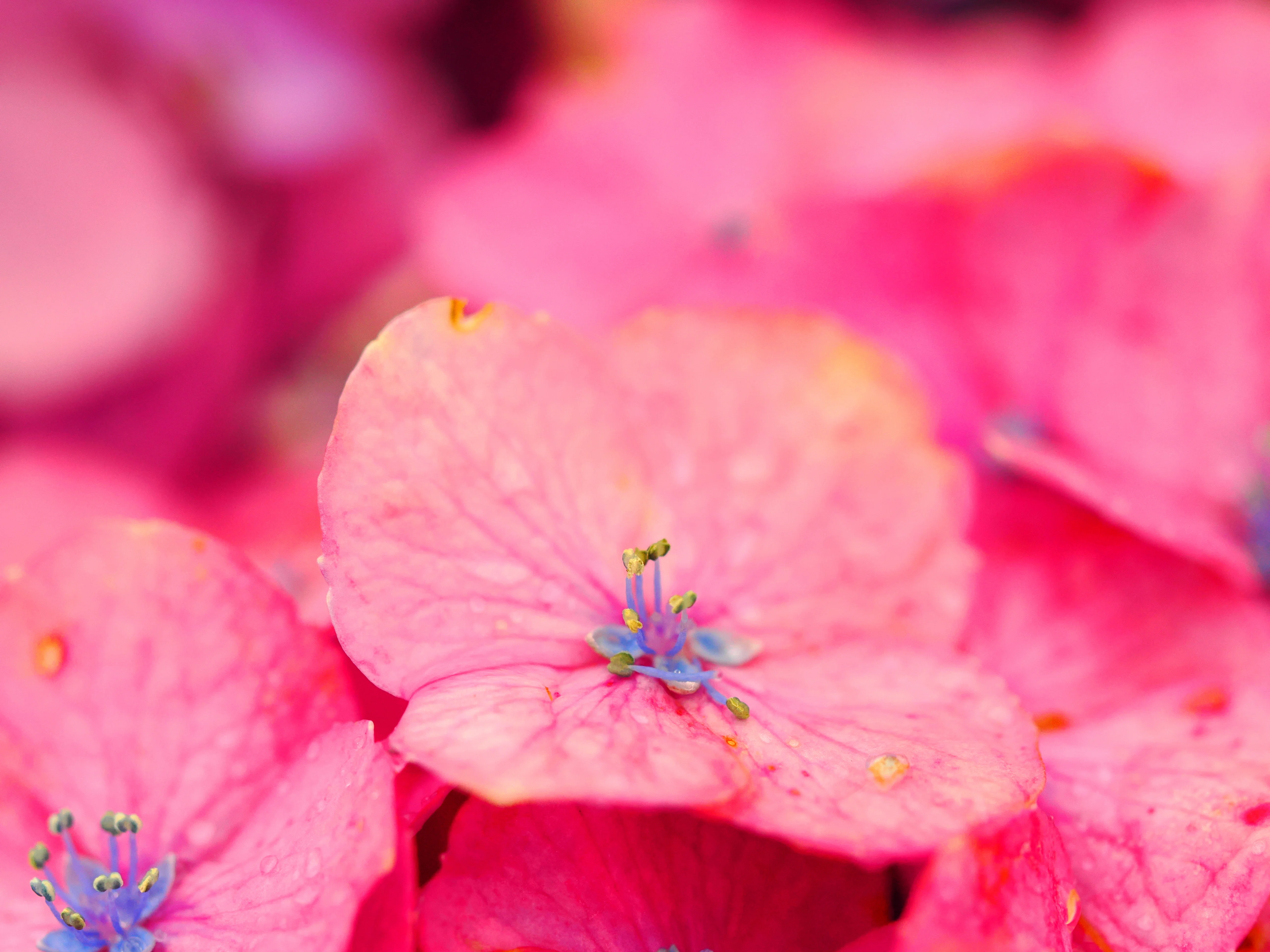 花の写真39｜紫陽花をマクロレンズで撮る(イシックス馬入のお花畑