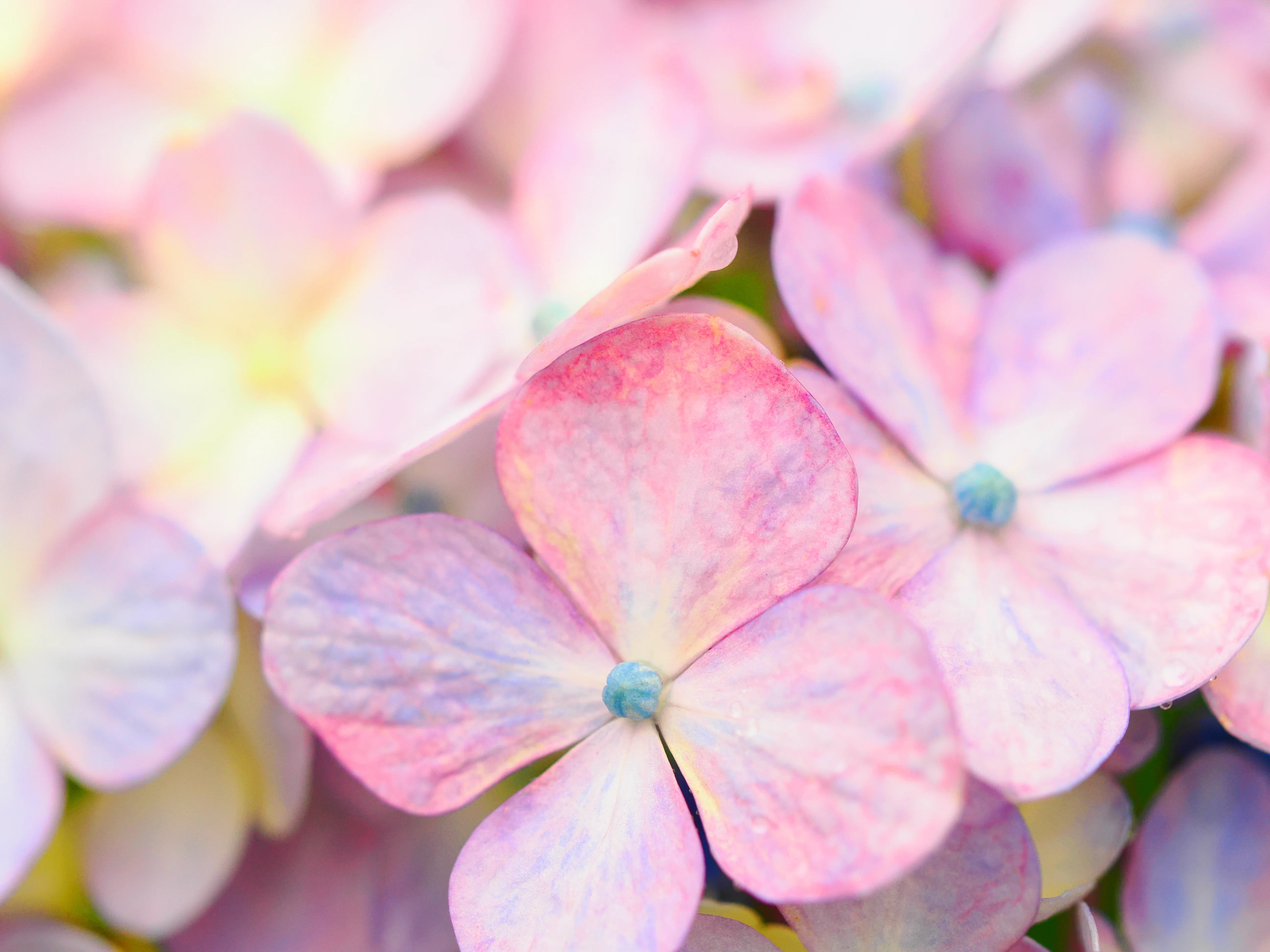 花の写真39｜紫陽花をマクロレンズで撮る(イシックス馬入のお花畑