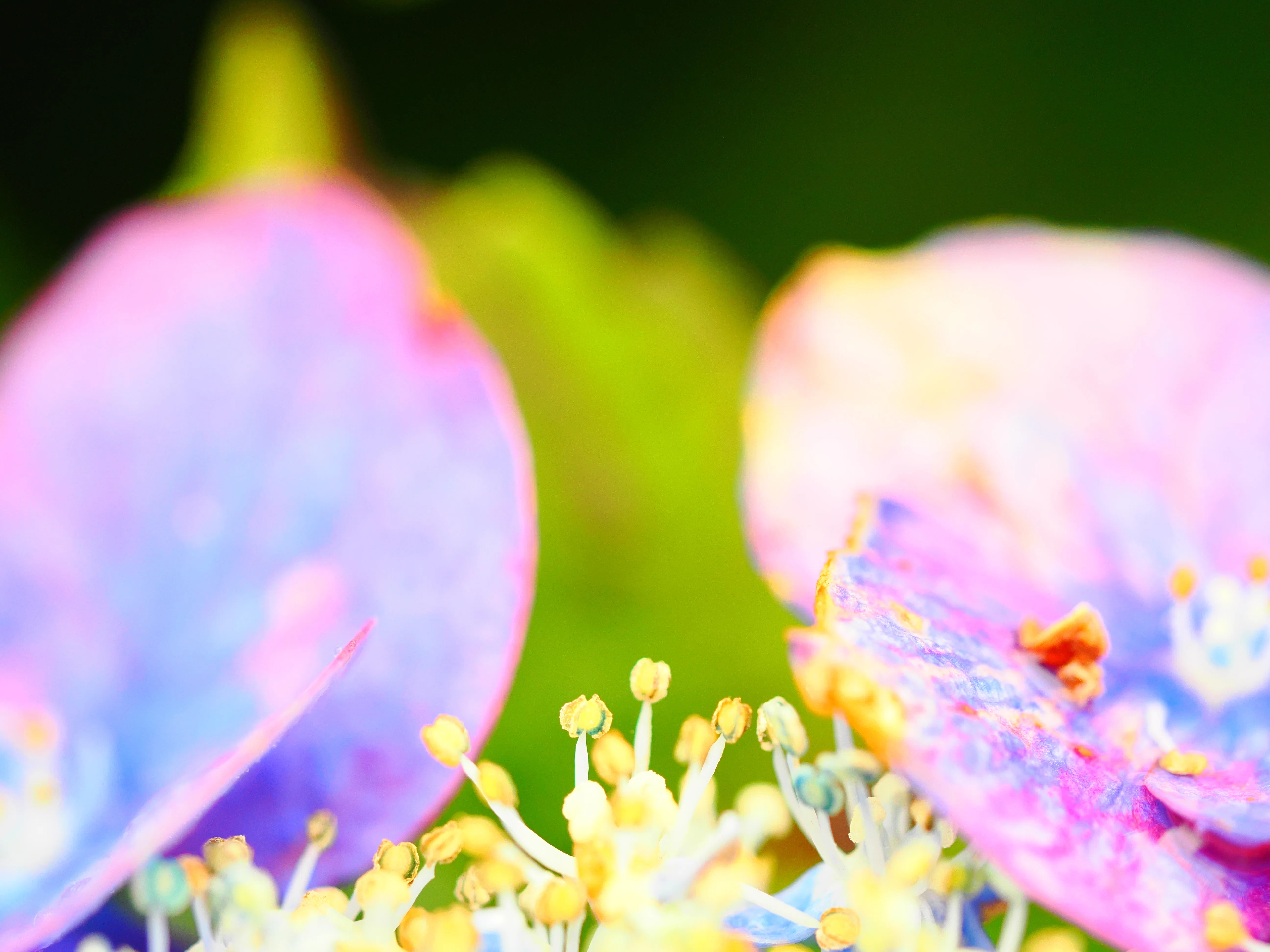 花の写真39｜紫陽花をマクロレンズで撮る(イシックス馬入のお花畑