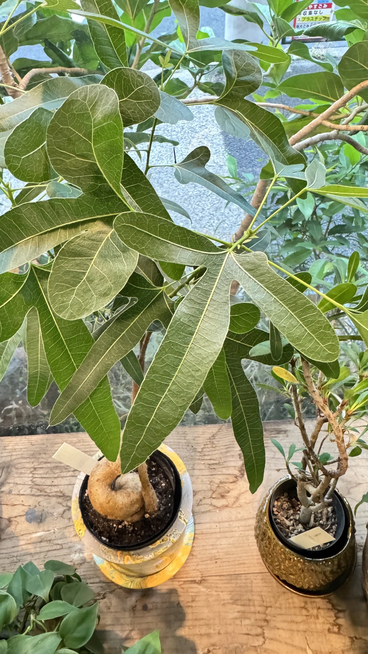 ボトルツリーの育て方｜花屋のラフ