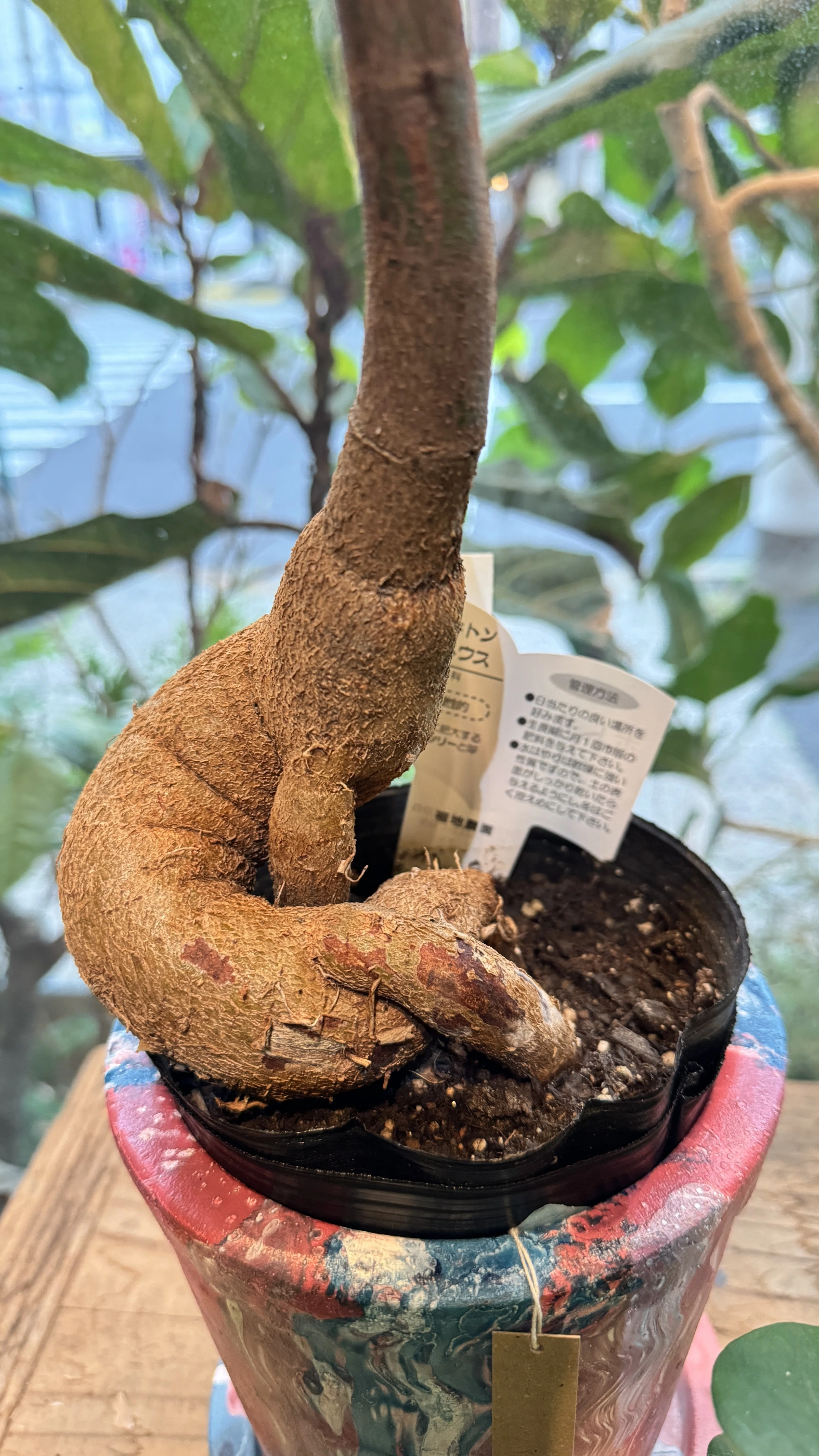 ボトルツリーの育て方｜花屋のラフ