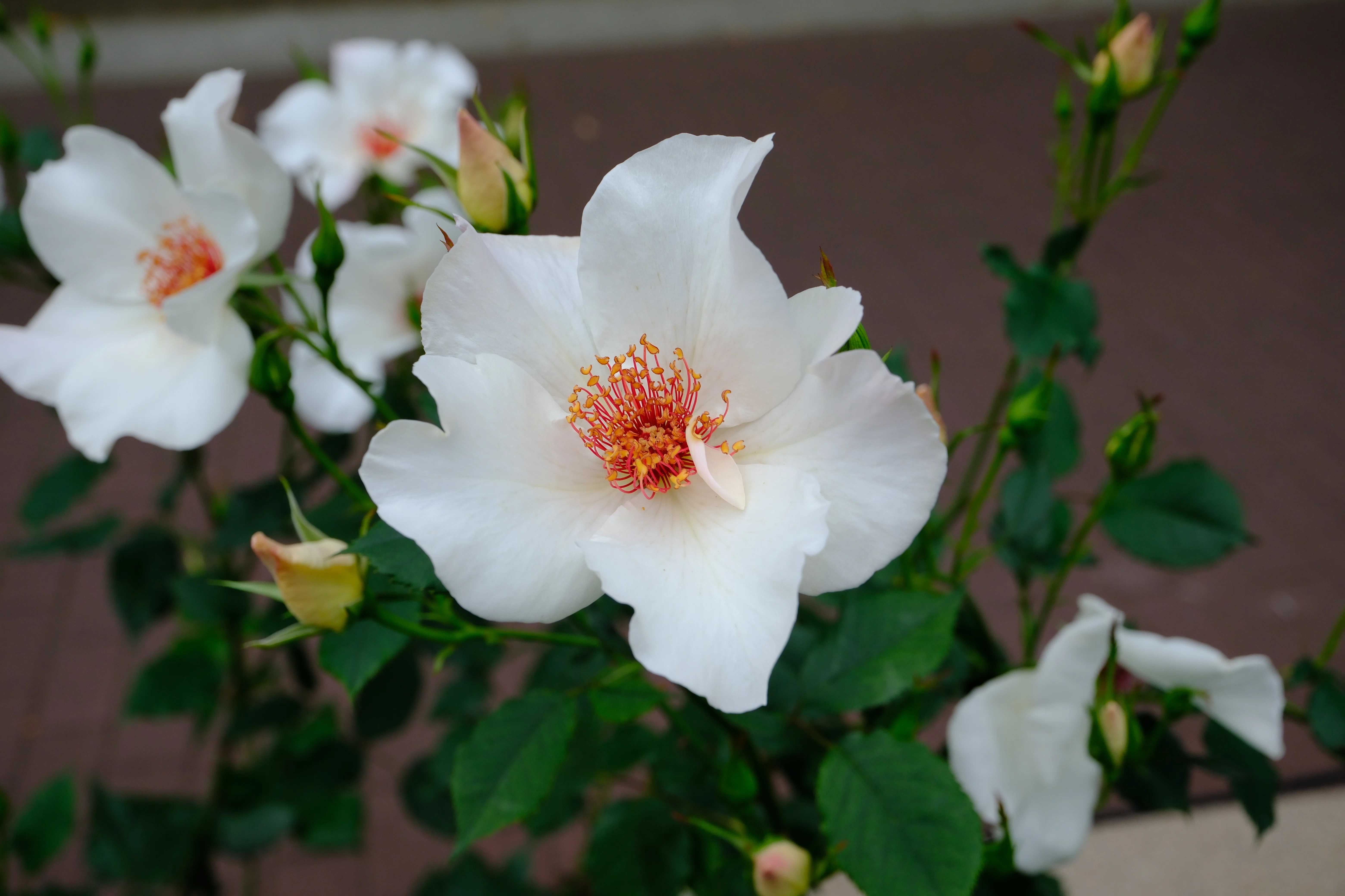 📷X-T30III × 🌹中之島バラ園 ｜ 🇺🇸ホワイト・ウイングス（White