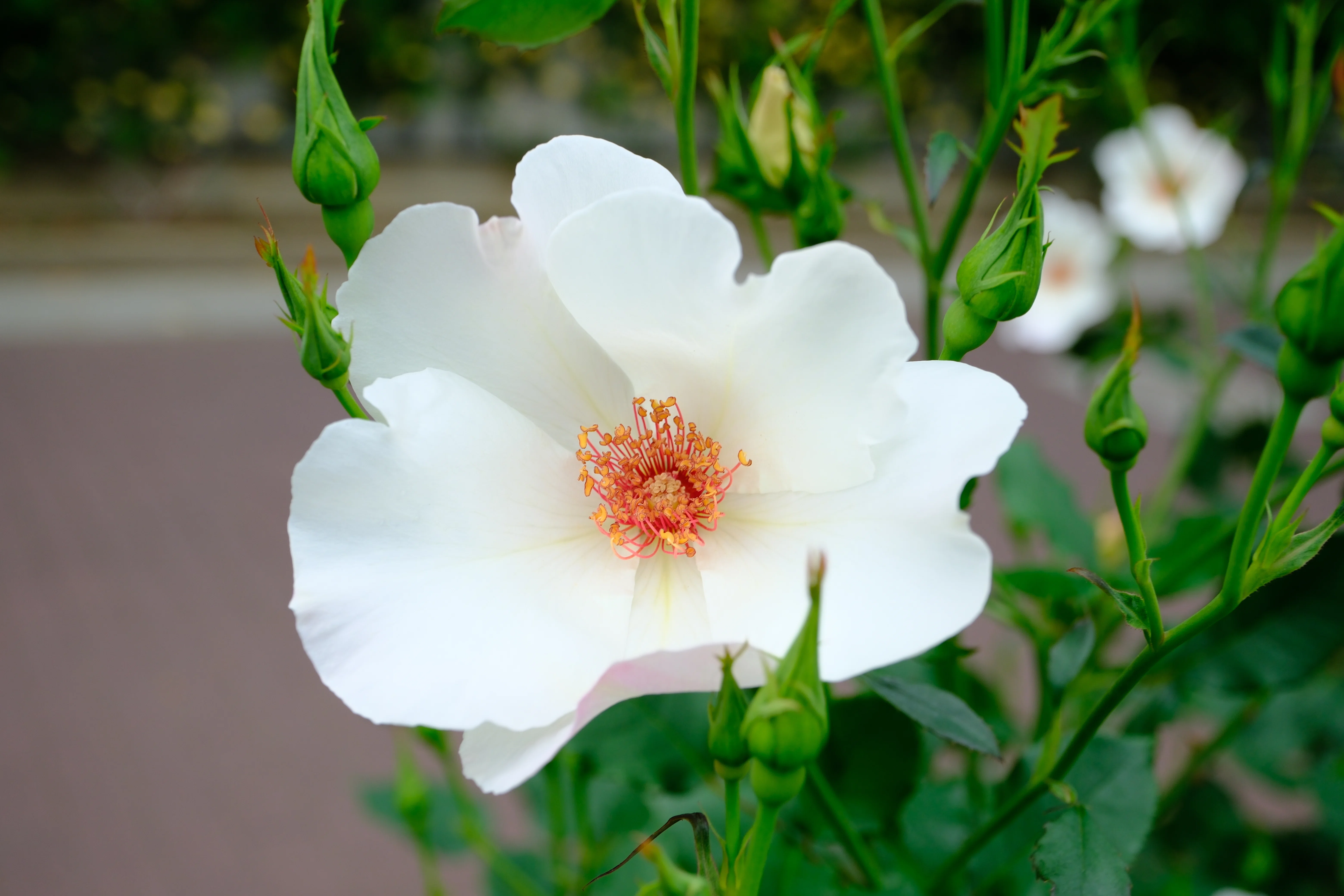 📷X-T30III × 🌹中之島バラ園 ｜ 🇺🇸ホワイト・ウイングス（White