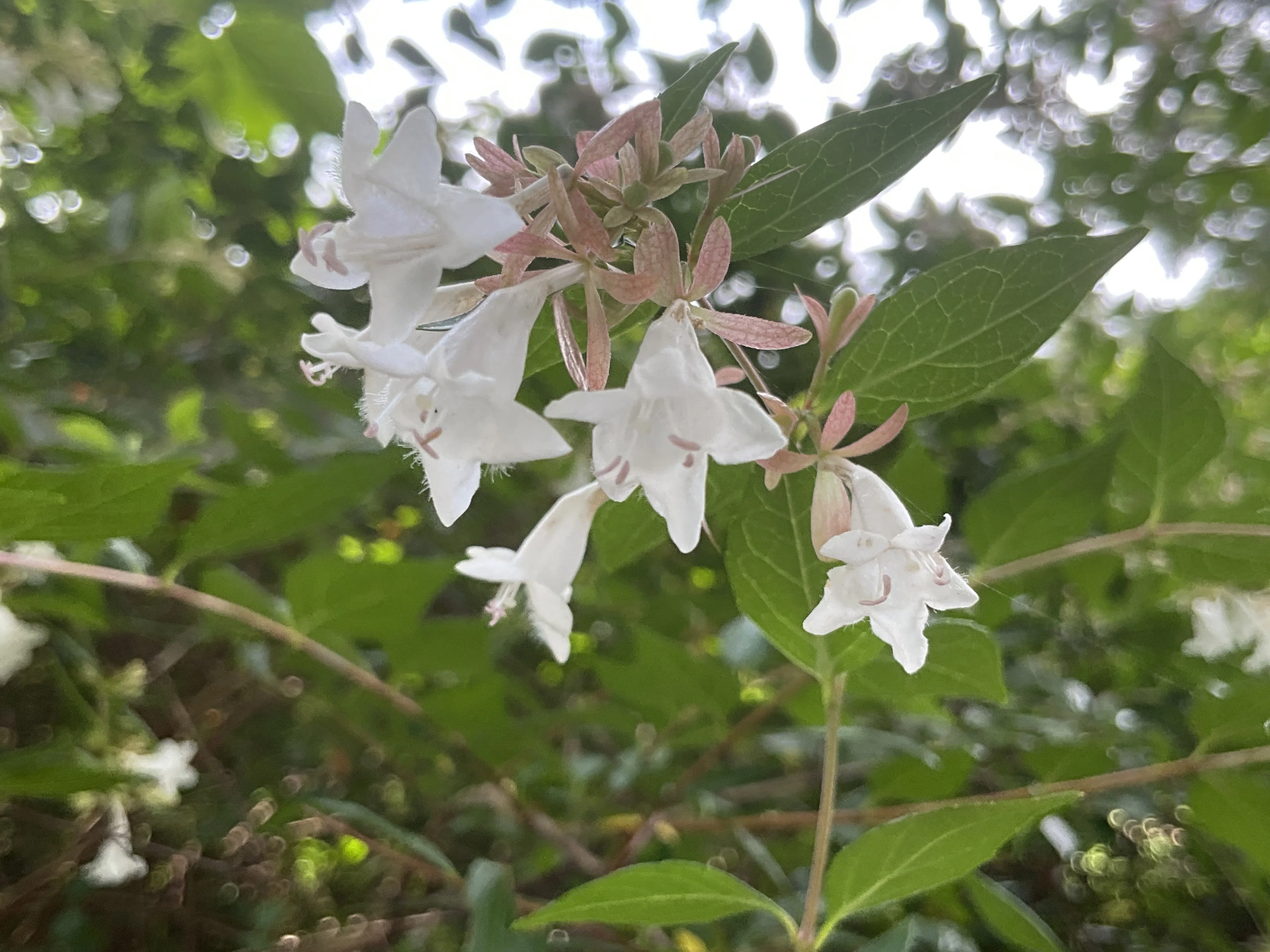 ハナゾノツクバネウツギ（京都府立植物園）：2026年7月4日（土）｜藤井