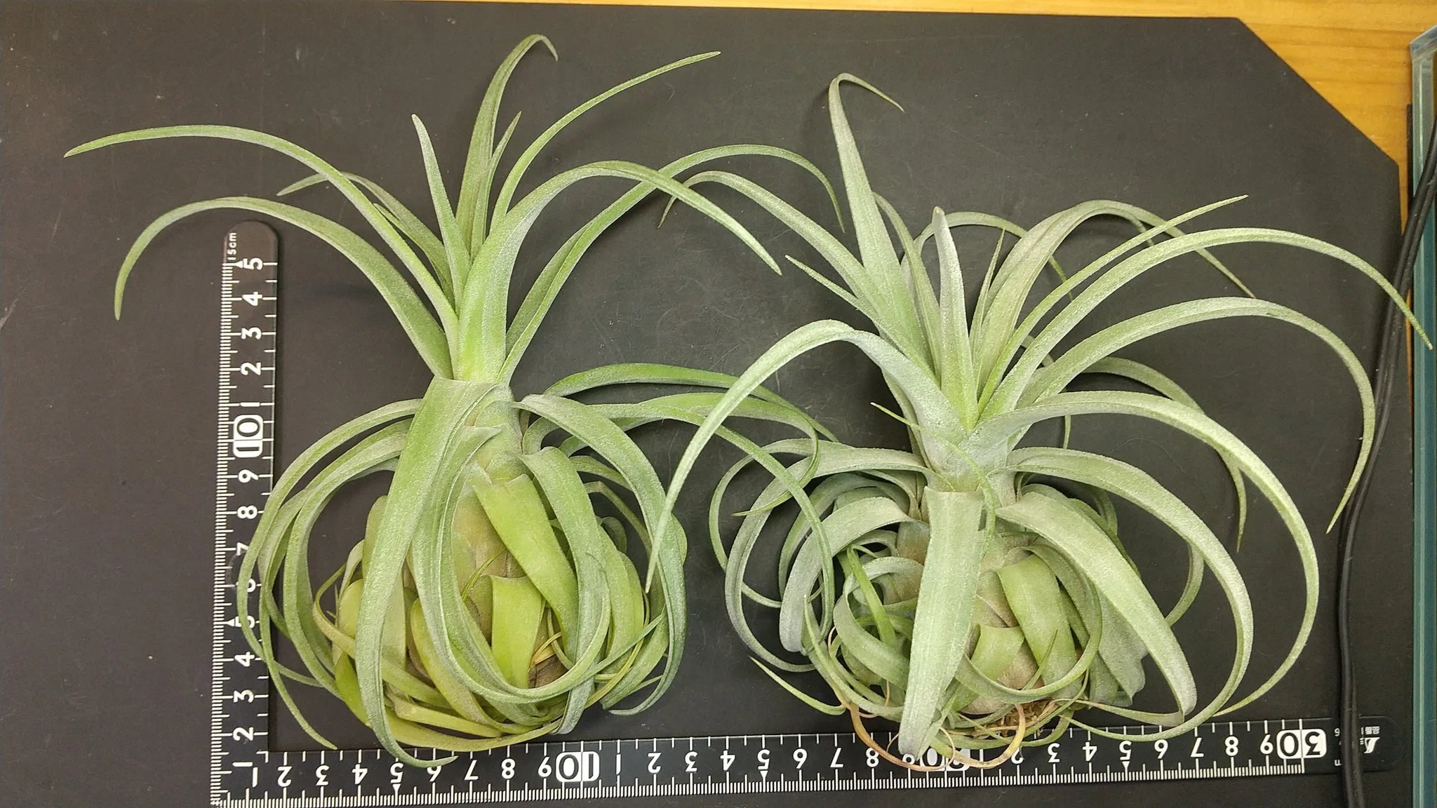 チランジア入荷リスト6/12｜NatureGarden🌿神田
