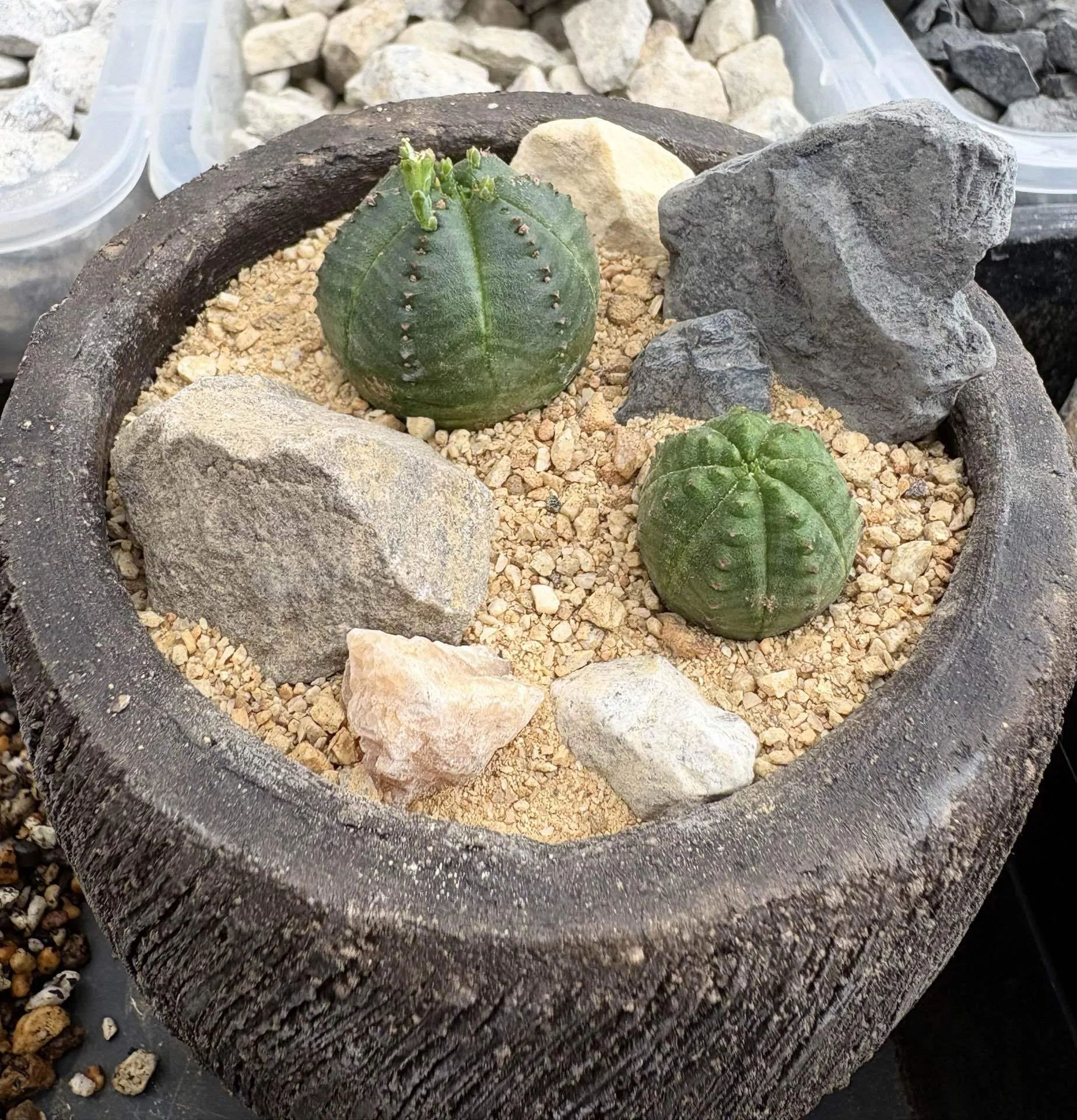 ミニ草乱祭にてハビタットスタイルワークショップに参加！ -Habitat