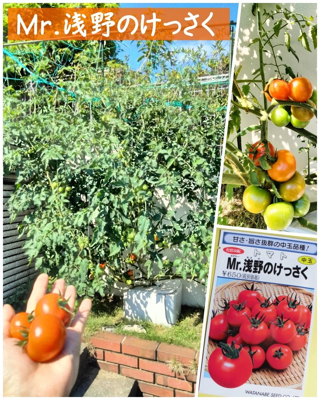 2026年とまとん菜園では何を育ててる？【トマト編】ほぼ無料記事