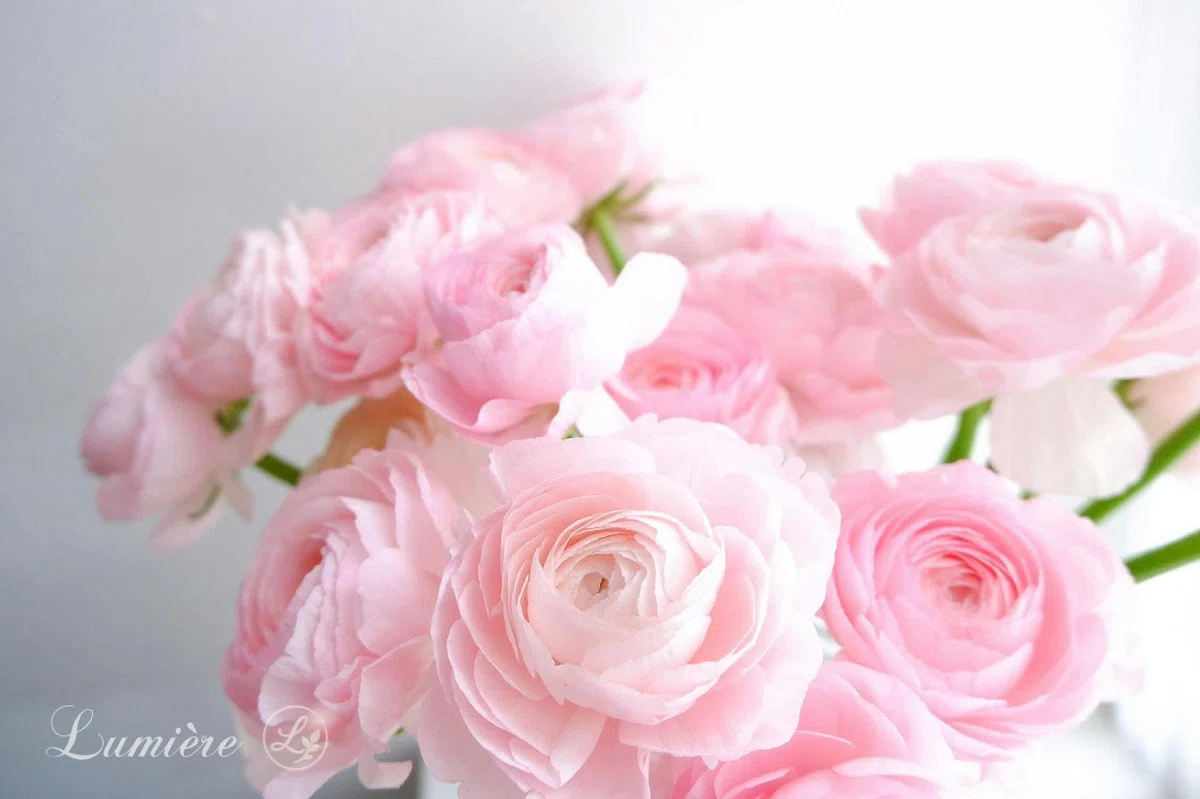 休憩の挿画・光を浴びるたくさんの淡いピンクのラナンキュラスの花の写真