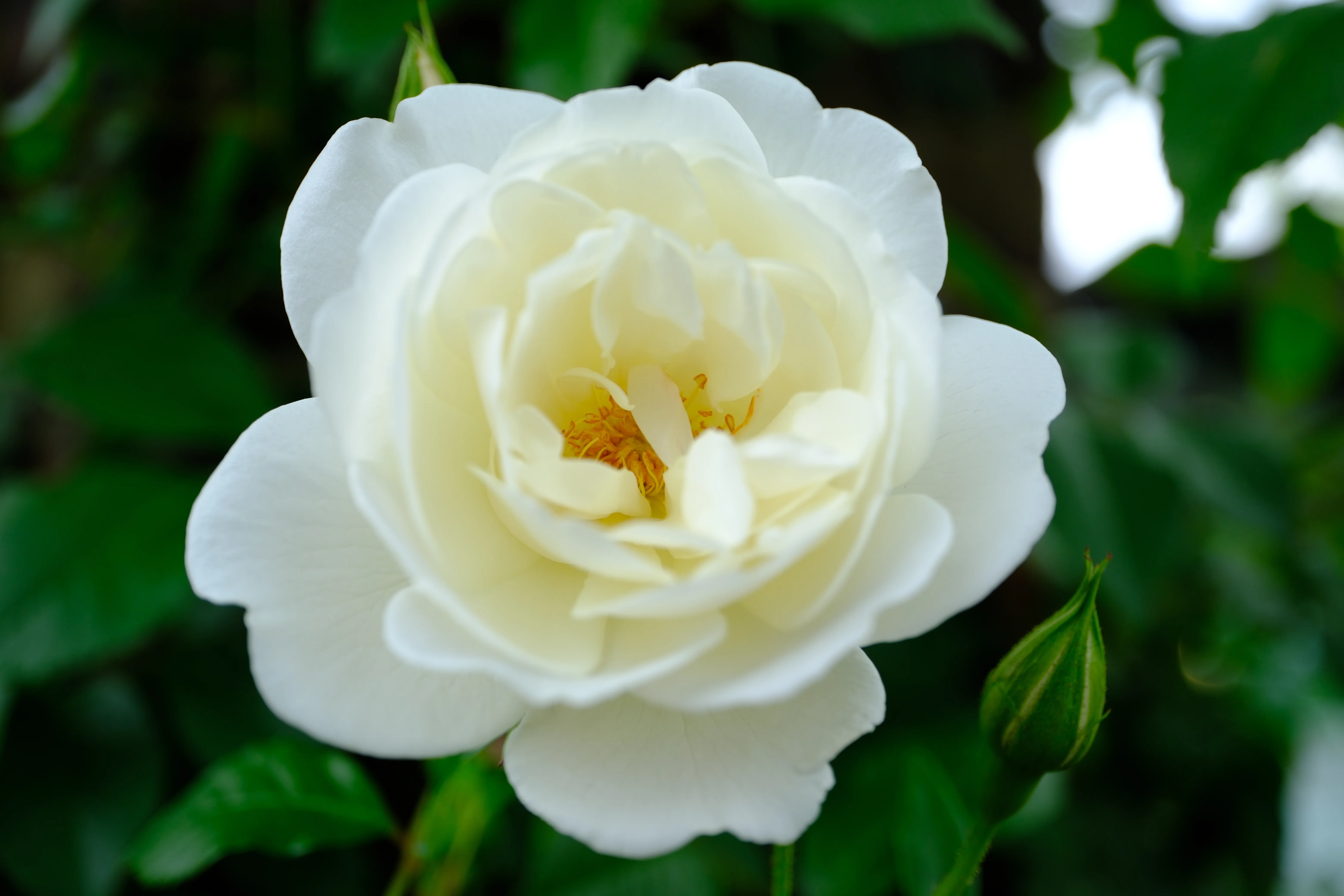 📷X-T30III × 🌹中之島バラ園 ｜ 🇬🇧つる・シュネービッチェン（Cl