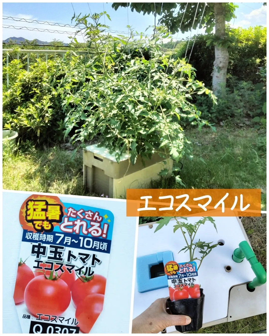 2026年とまとん菜園では何を育ててる？【トマト編】ほぼ無料記事