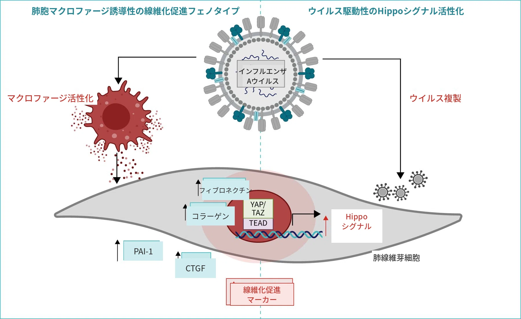 ウイルスが去った後も続く肺のSOS！ インフルエンザはいかにして肺を