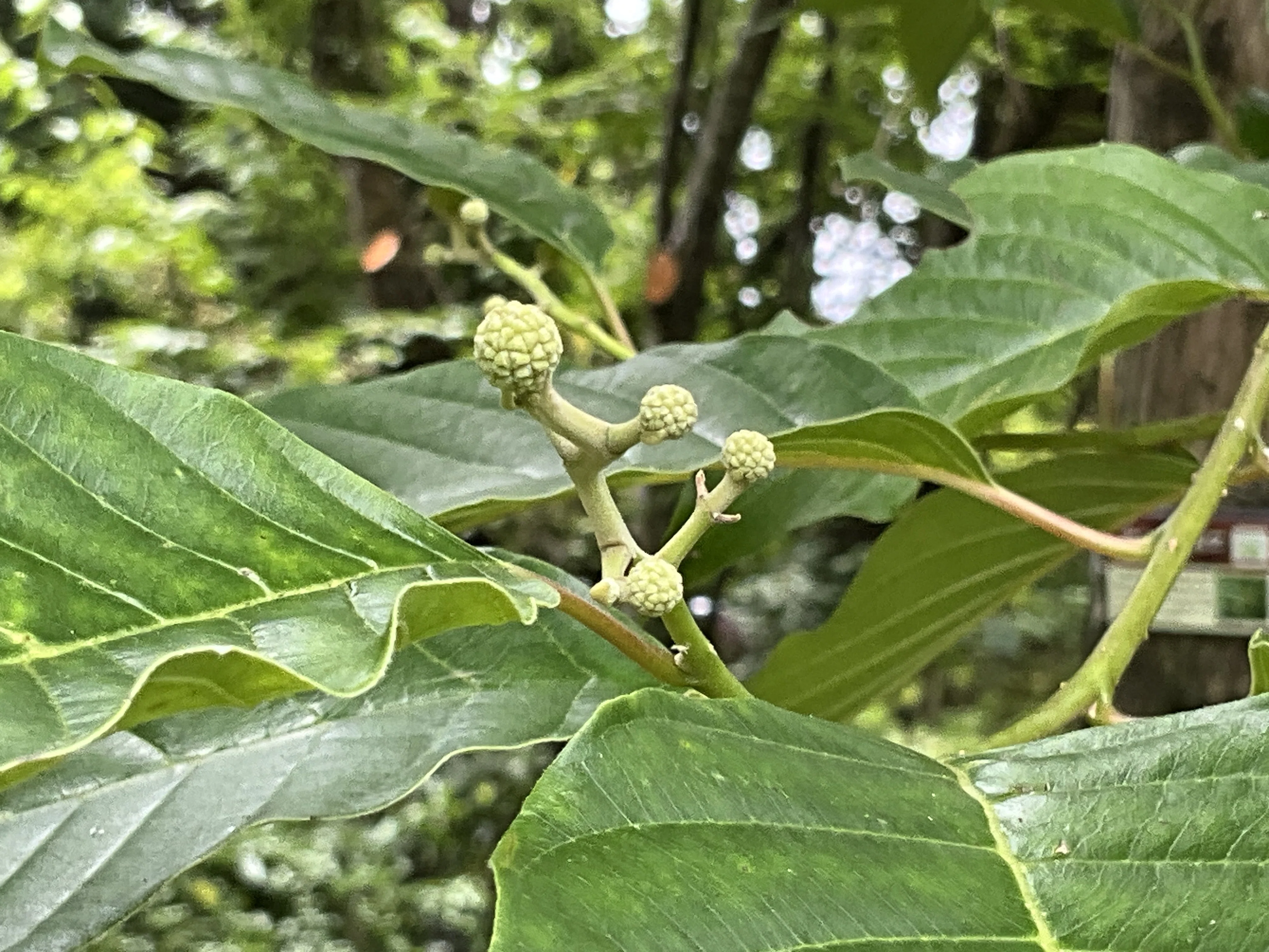 レア　phatcharin spore 黒株　ゴツゴツ葉脈 カンレンボク（京都府立植物園）No.42：2026年7月3日（金）｜藤井秀昭