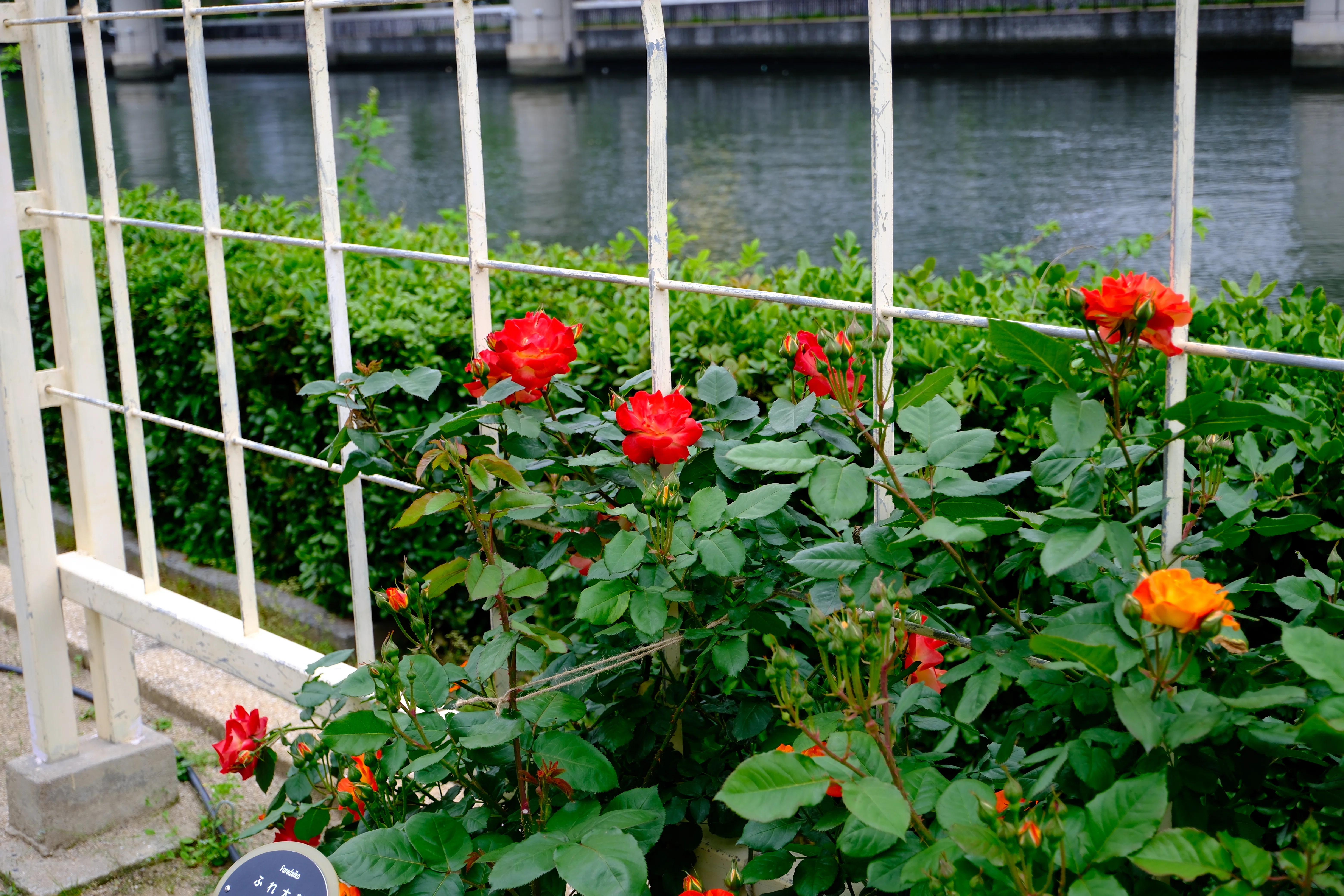 📷X-T30III × 🌹Nakanoshima Rose Garden | 🇯🇵Furedaiko｜ぱぽにゃん🌹🌳