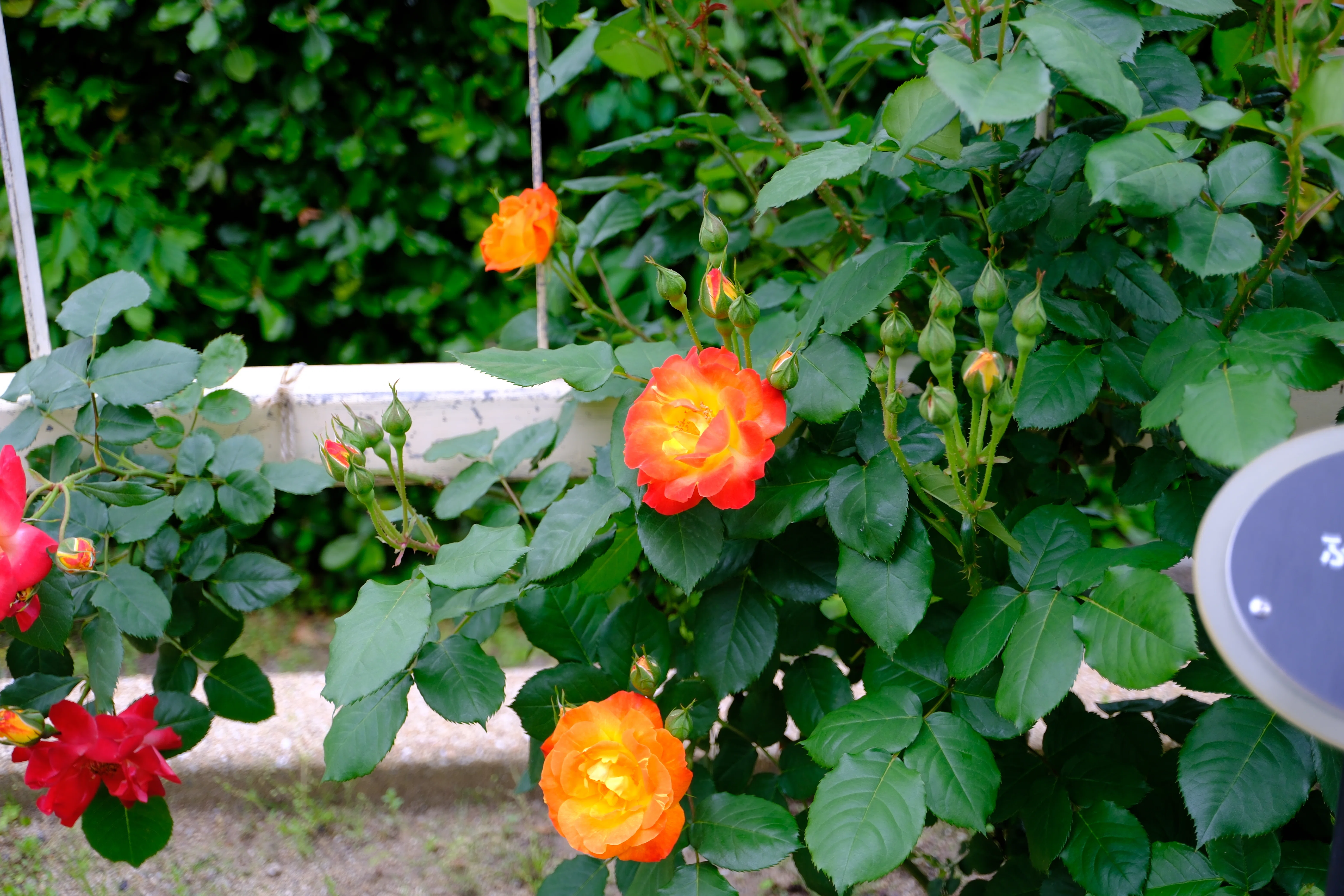 📷X-T30III × 🌹Nakanoshima Rose Garden | 🇯🇵Furedaiko｜ぱぽにゃん