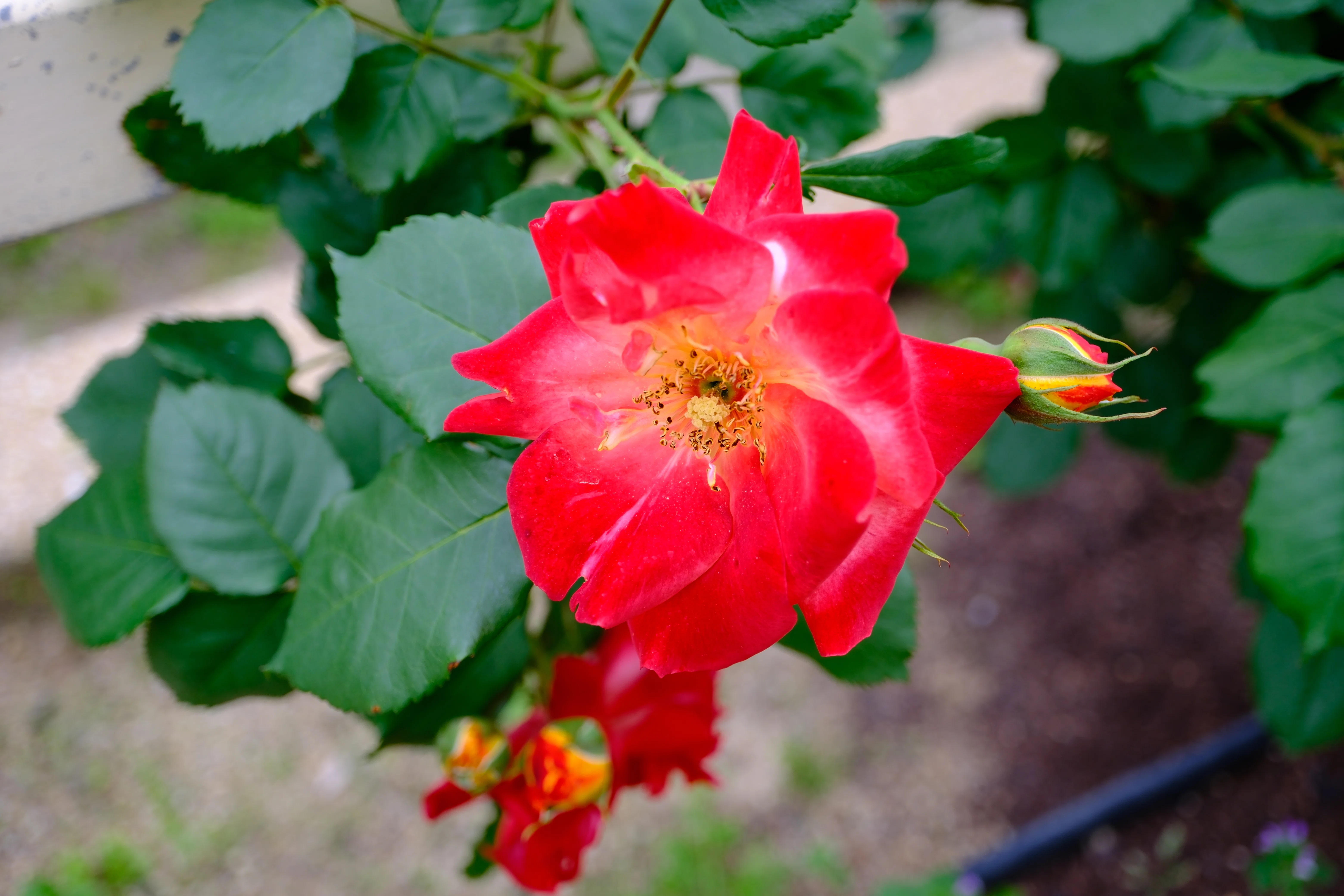 📷X-T30III × 🌹Nakanoshima Rose Garden | 🇯🇵Furedaiko｜ぱぽにゃん